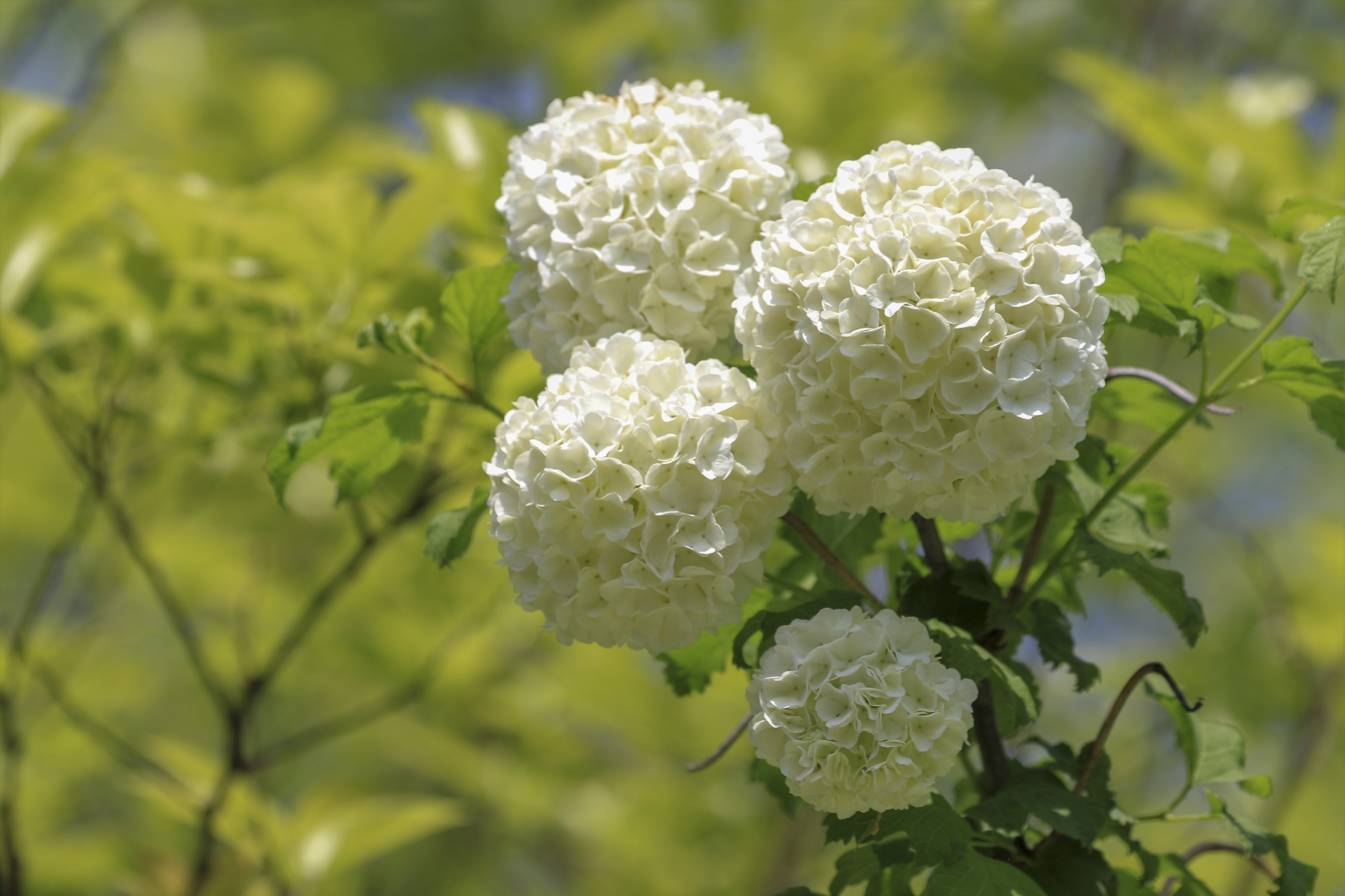 粉团荚蒾vv首发