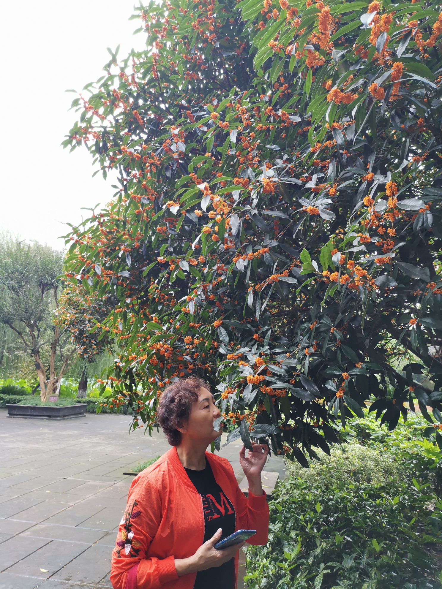 新都桂湖赏桂花