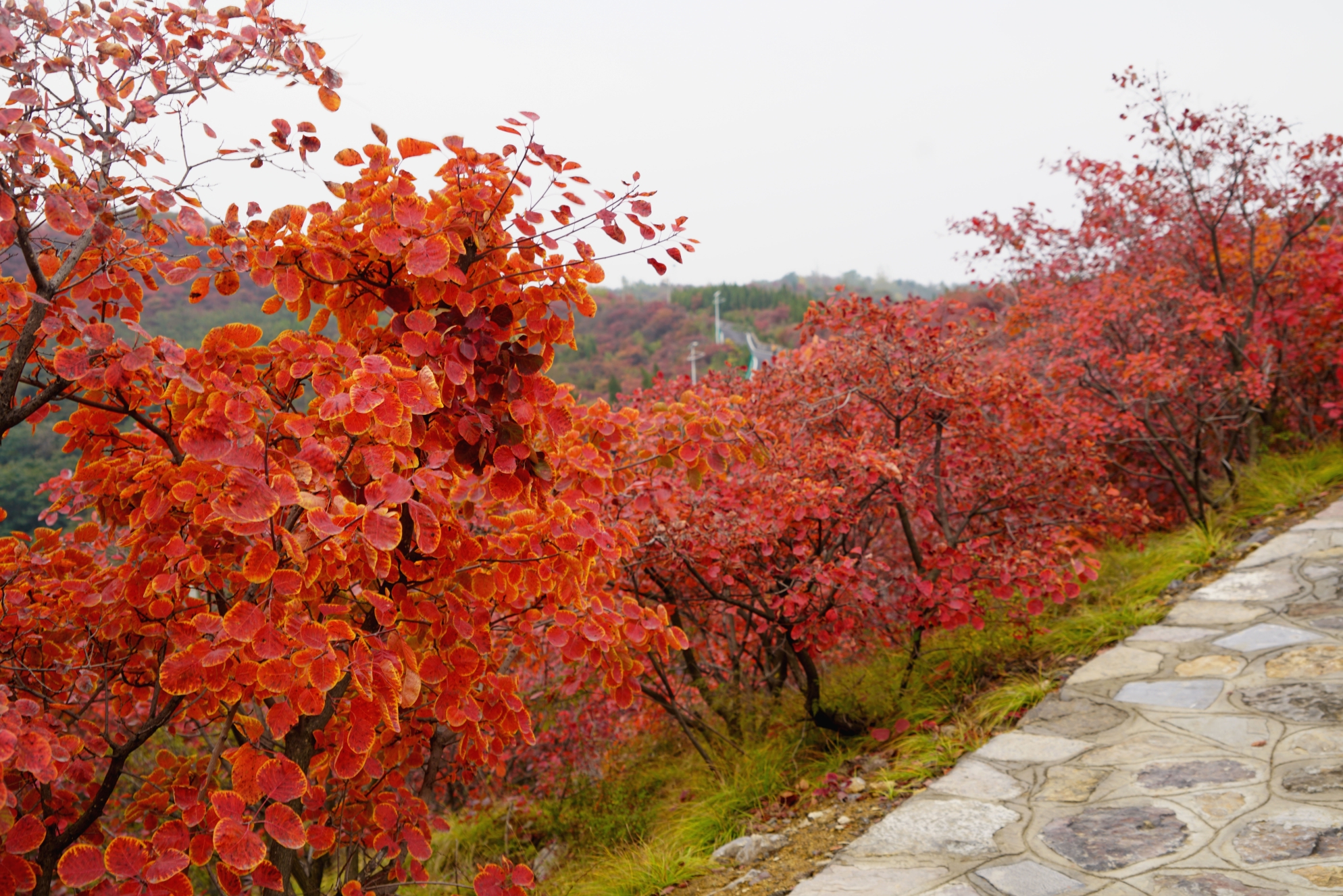 竹林长寿山——万木霜天红烂漫