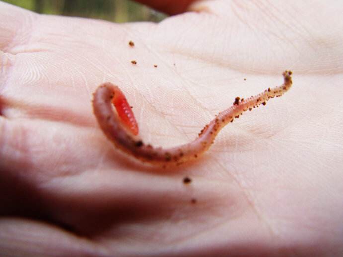 诗//蚯蚓的血～牛汉