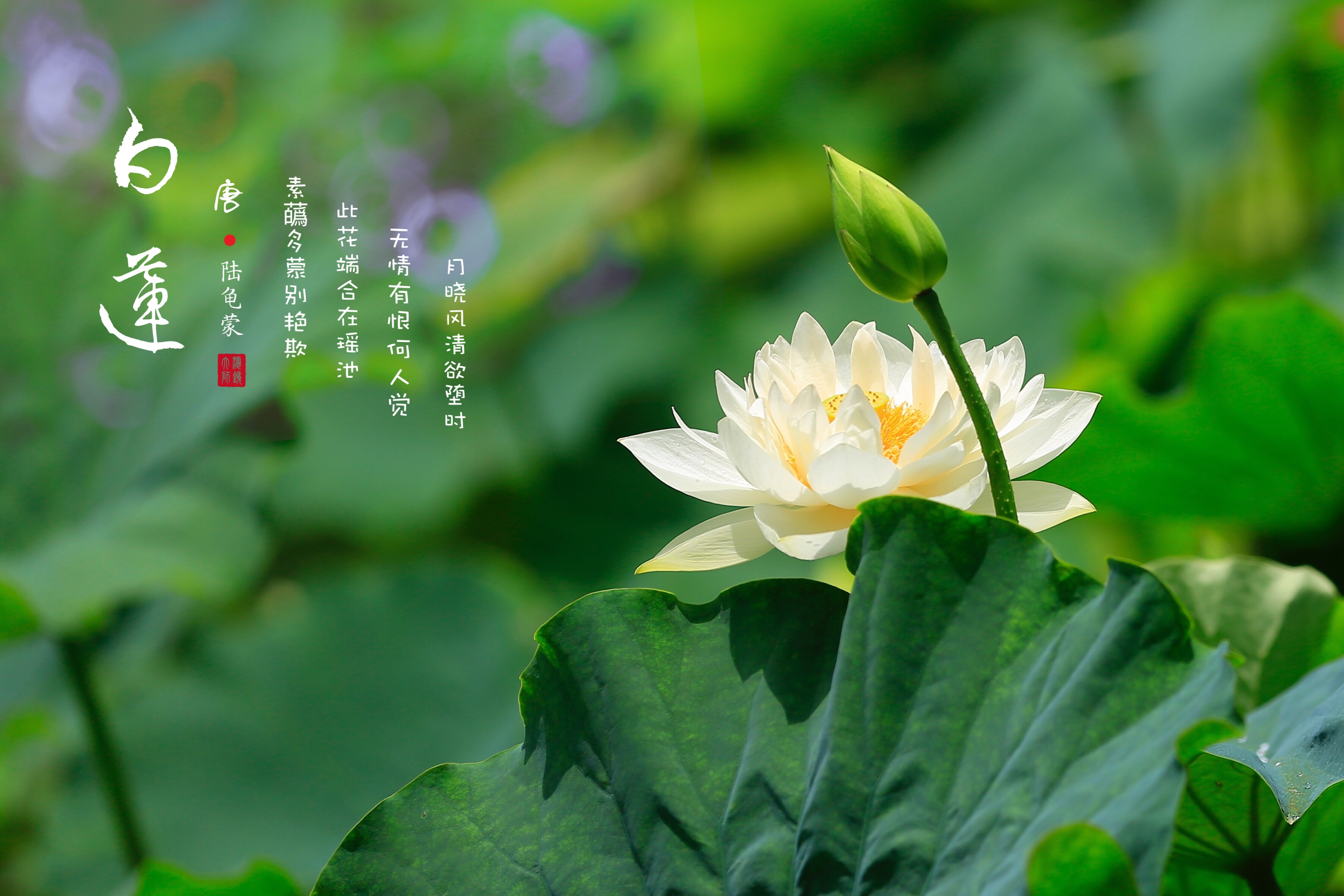 七月白莲淡雅无尘vv首发