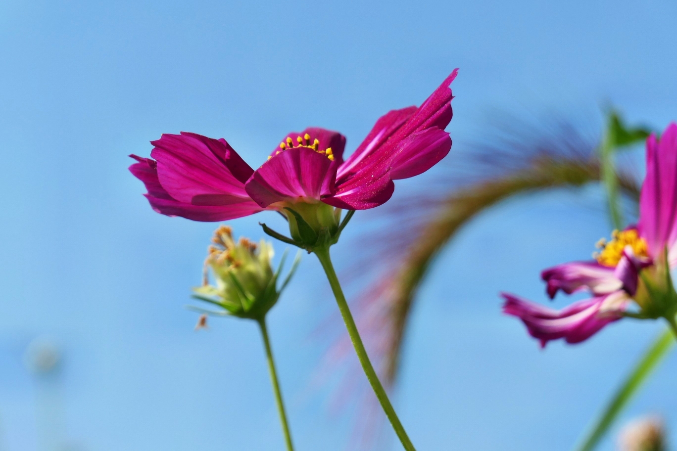 秋英花楚楚动人,可爱的秋天景物.
