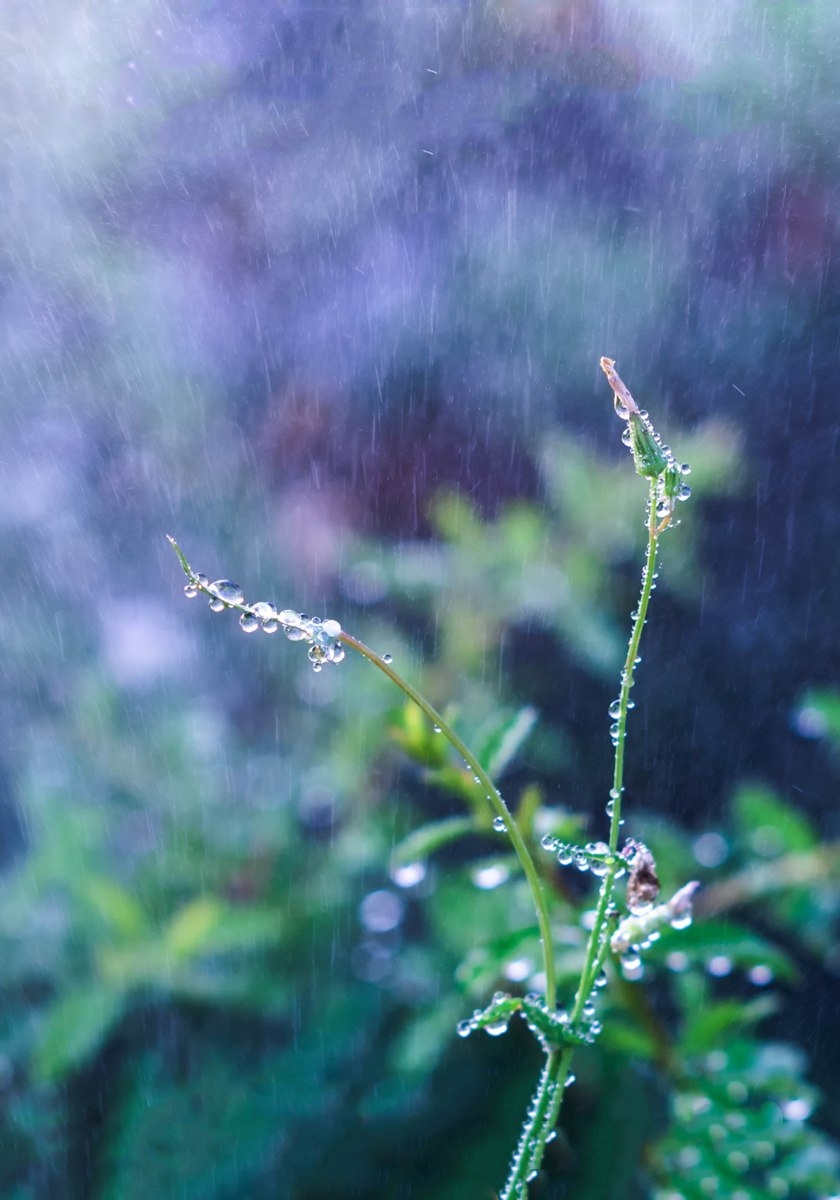 晨雨猝醒