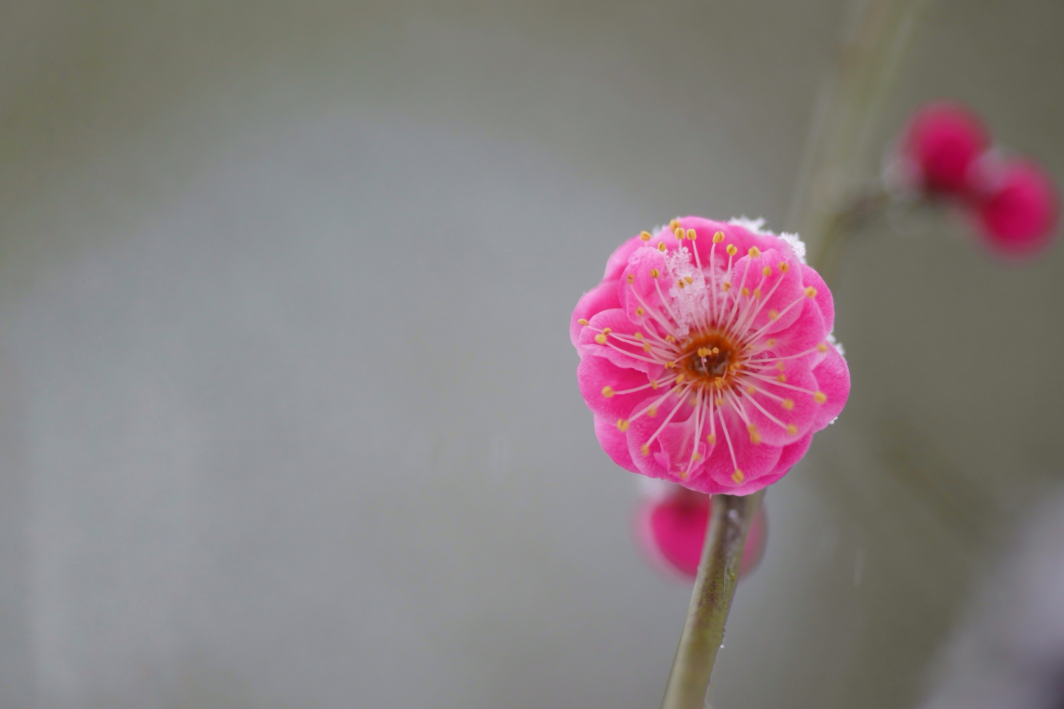 冰姿玉骨清香来