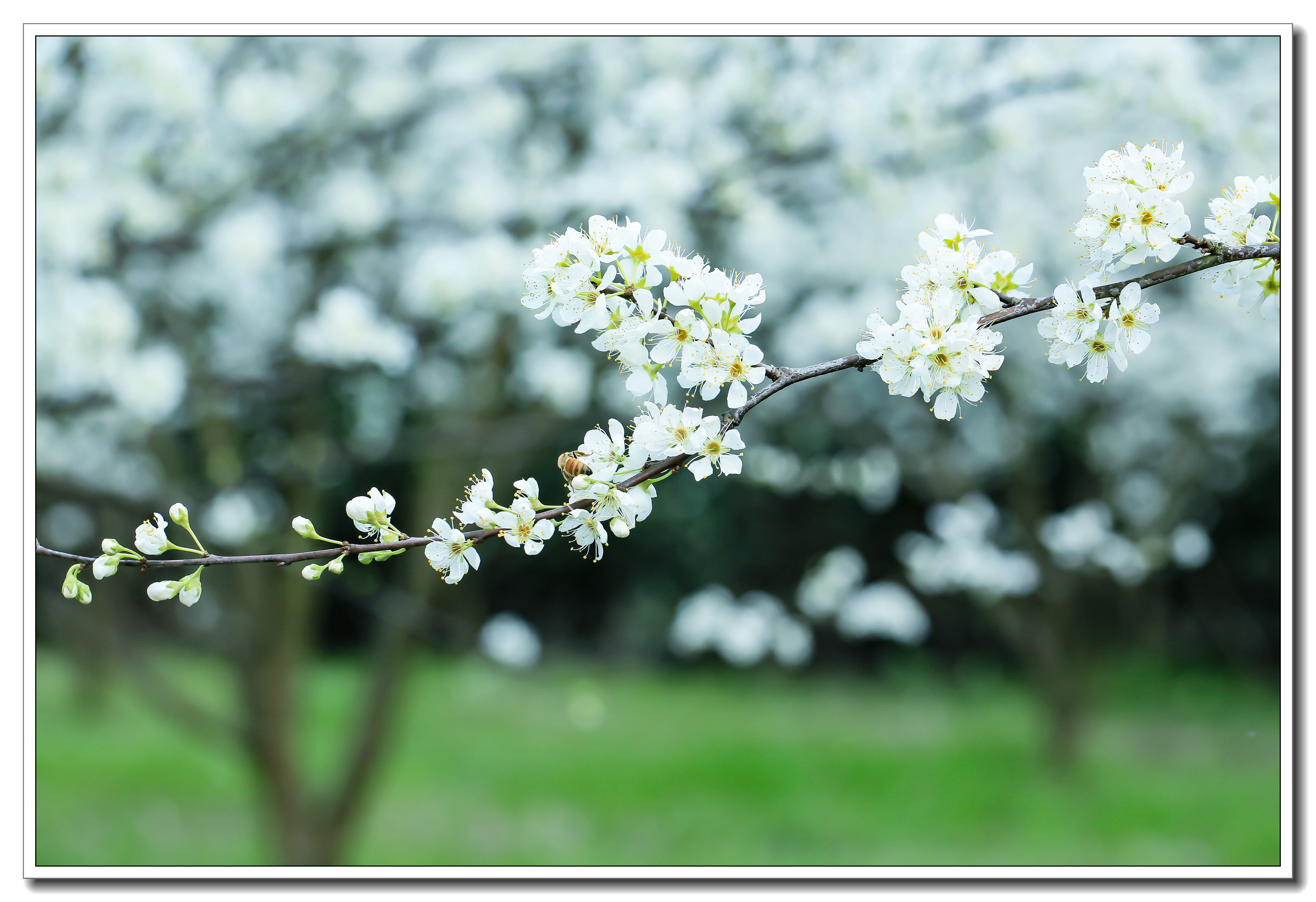白露山下李花放