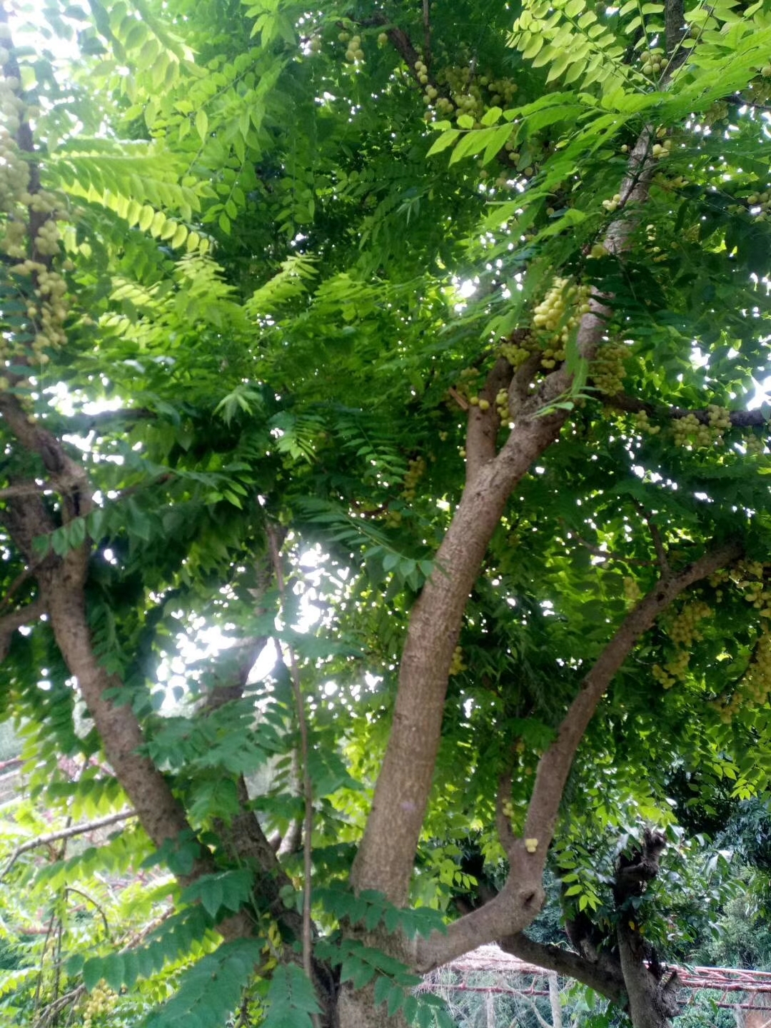 【原创】七绝丨园林风景树余甘子