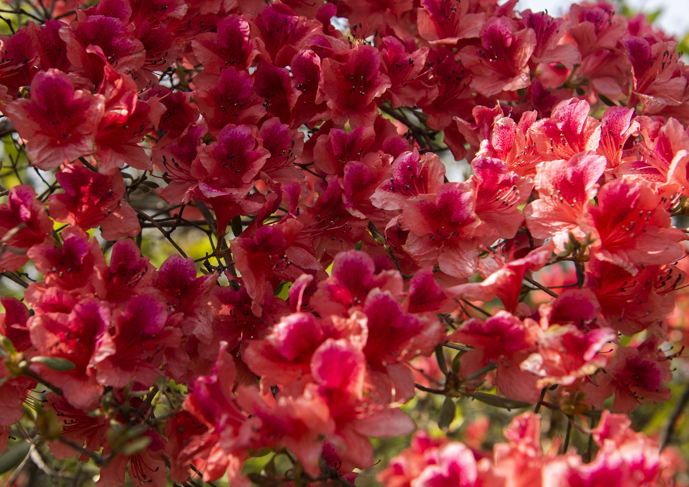 杜鹃花开春满园,人间最美四月天