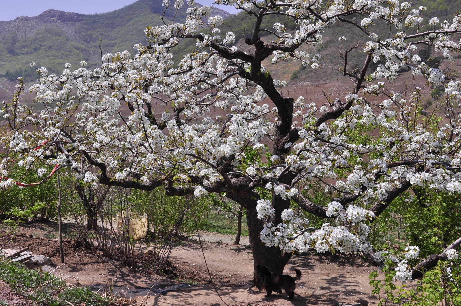 春天,几树微笑的梨花 就泄露了她们心底的秘密 是前世的因缘 让我来到