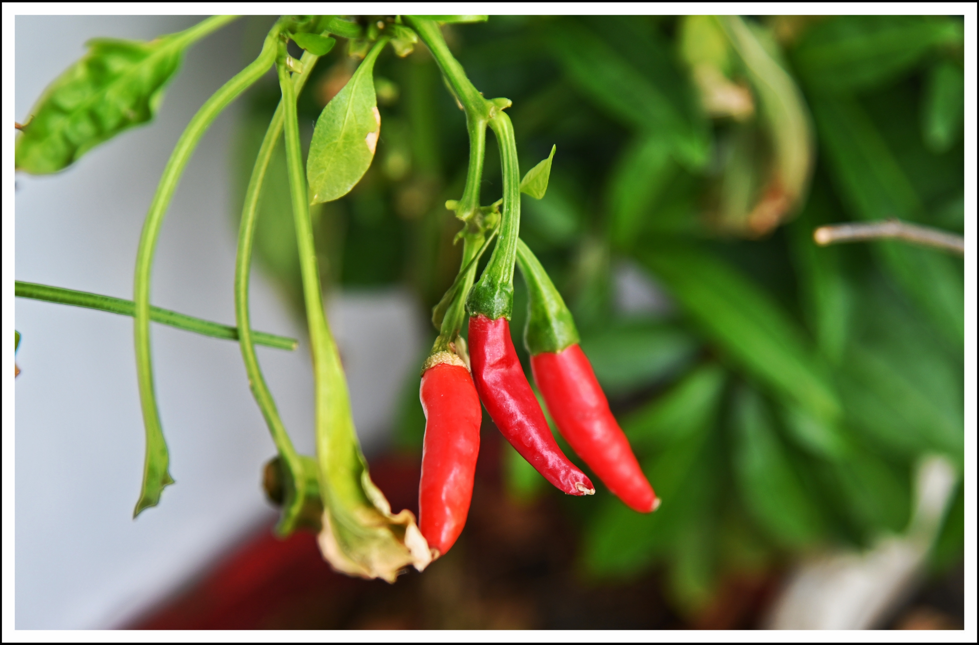 首发自家盆栽的朝天椒