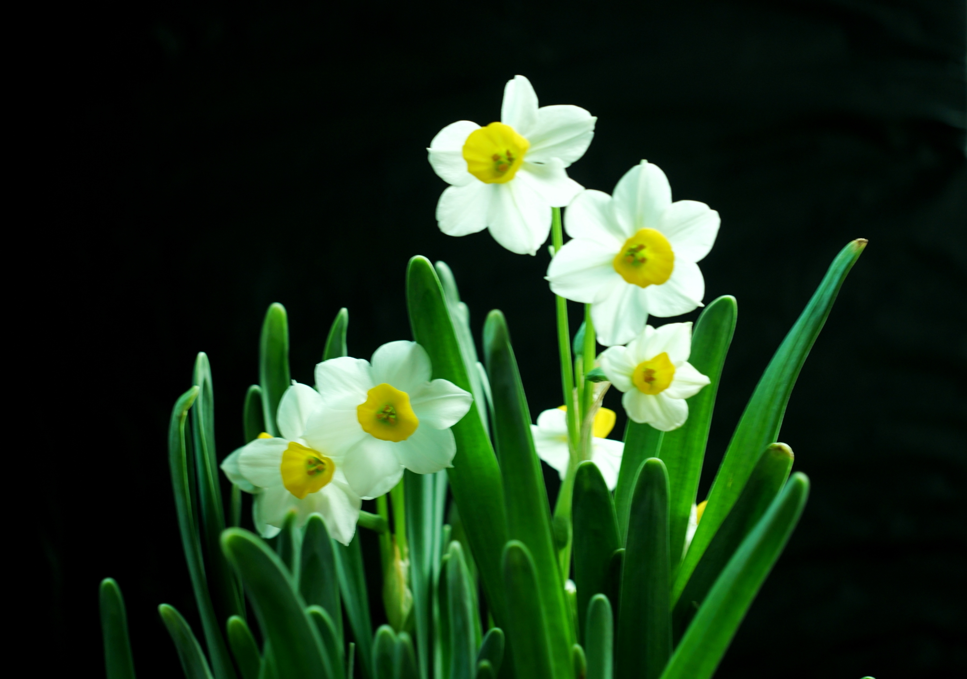《水仙花》 ——宋 刘克庄 岁华摇落物萧然, 一种清风绝可怜.