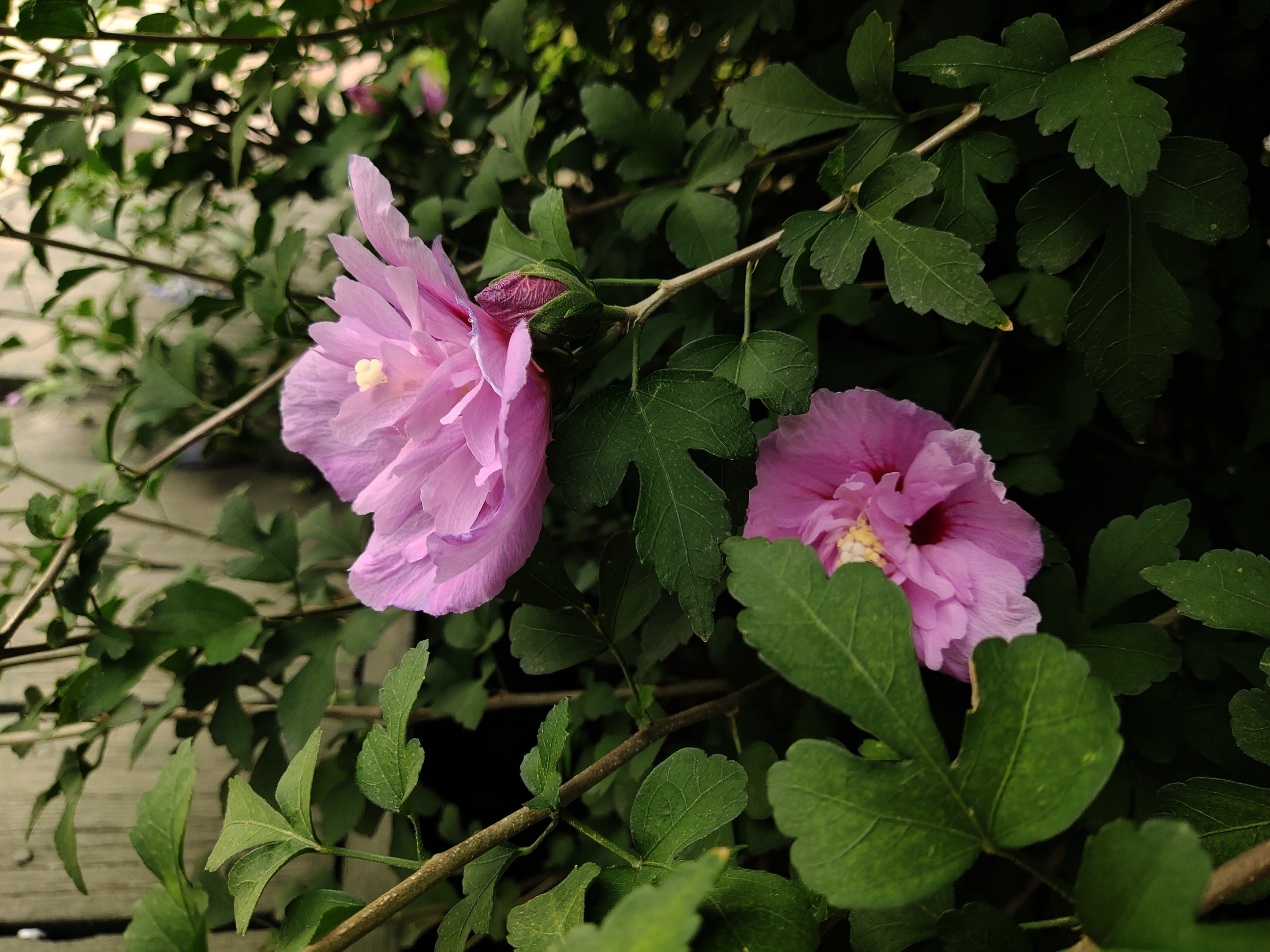 今日驚秋自憐客, 折來持贈少年人. 唐.崔道融 槿花不見夕, 一日一回