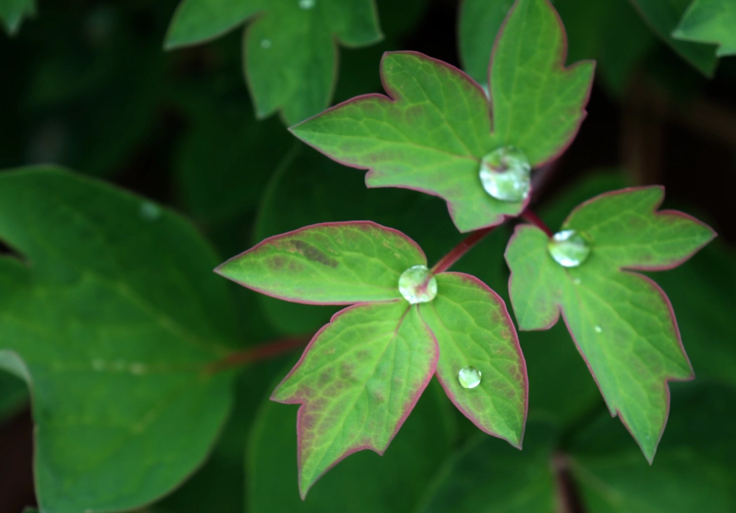 牡丹花,娇艳多姿,雍容大方,富丽堂皇.