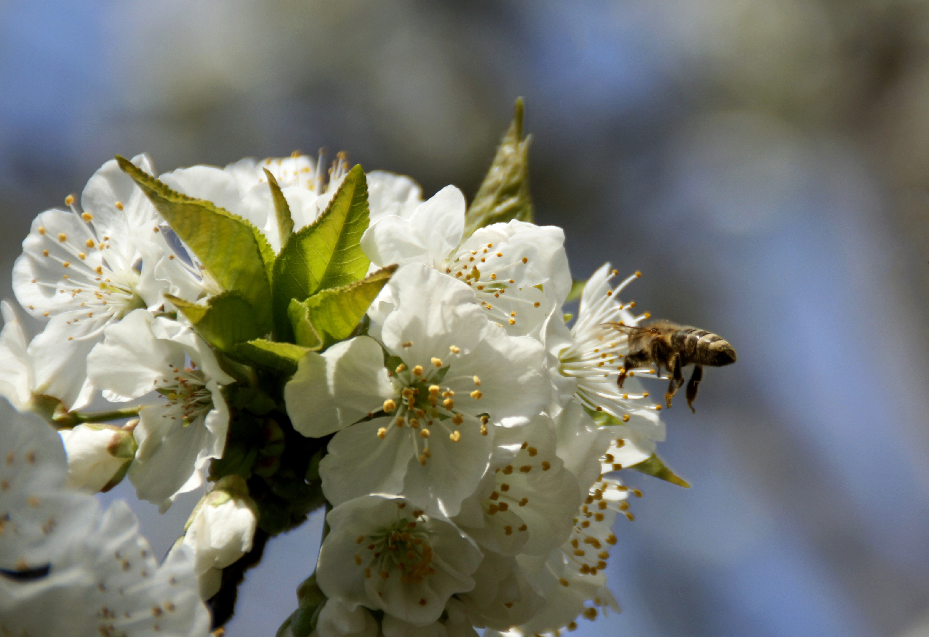 首发李花怒放一树白