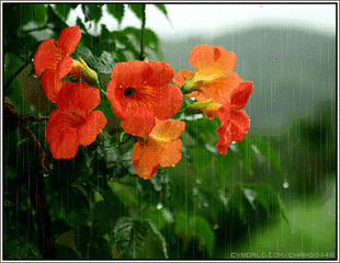 310_240gif 动态图 动图