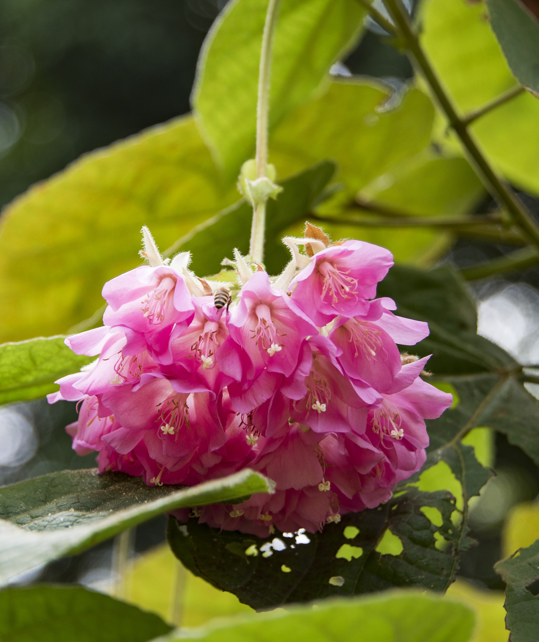 非洲芙蓉花【首发】