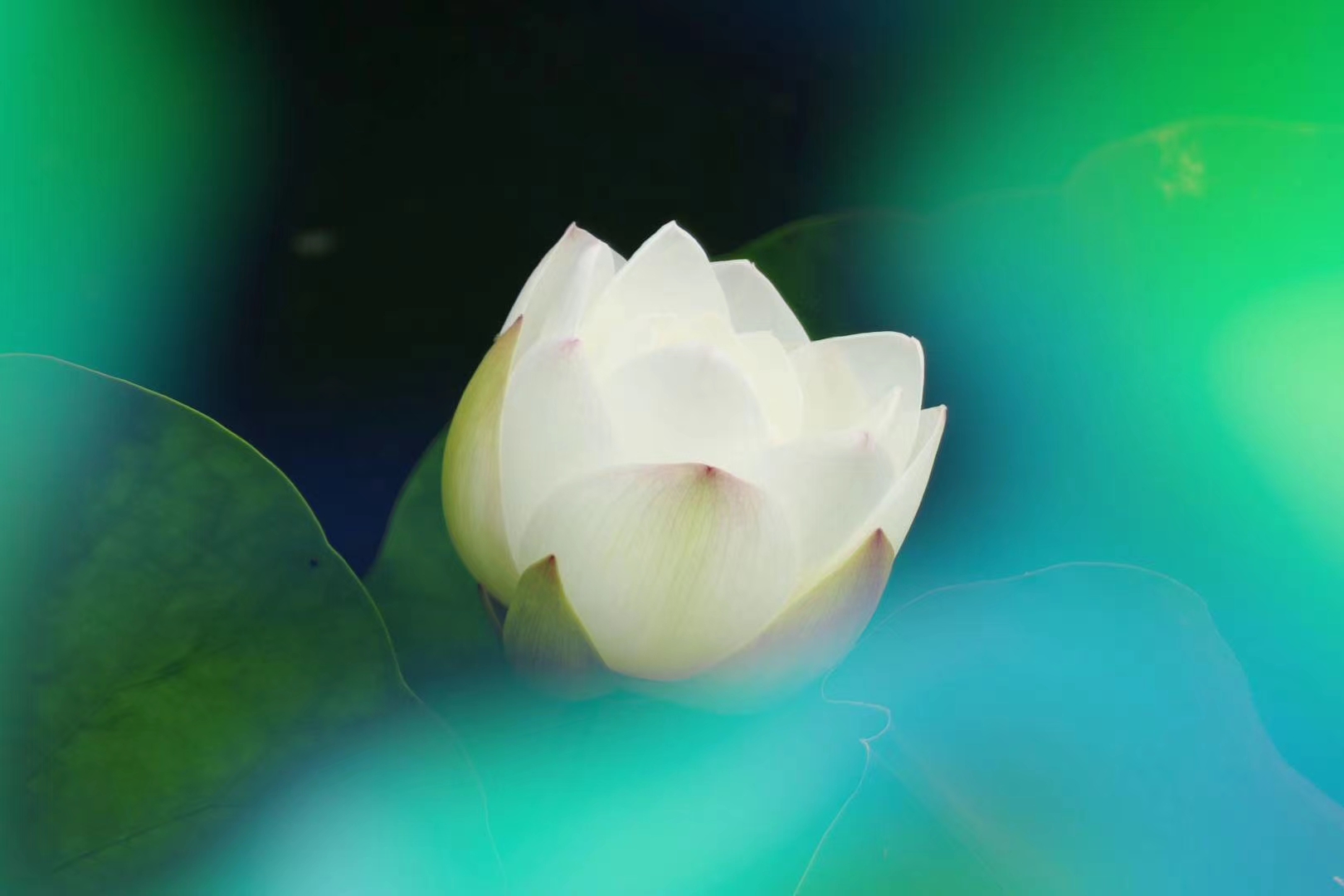 梦幻中的荷花朦胧的美