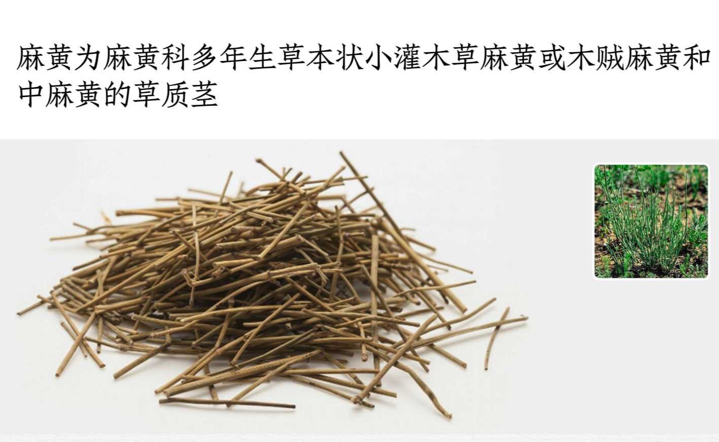 蜜麻黄性温偏润,辛散发汗作用缓和,增强了润肺止咳之功,以宣肺平喘