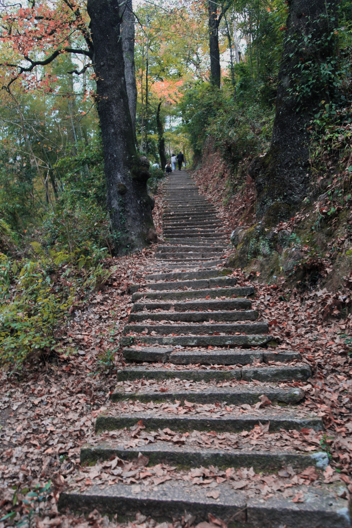 走进文成大会岭红枫古道