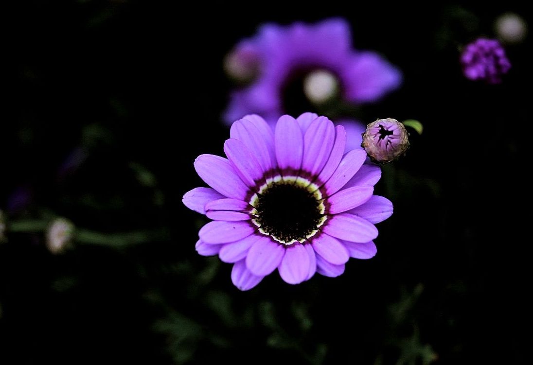 木茼蒿花开艳丽夺目