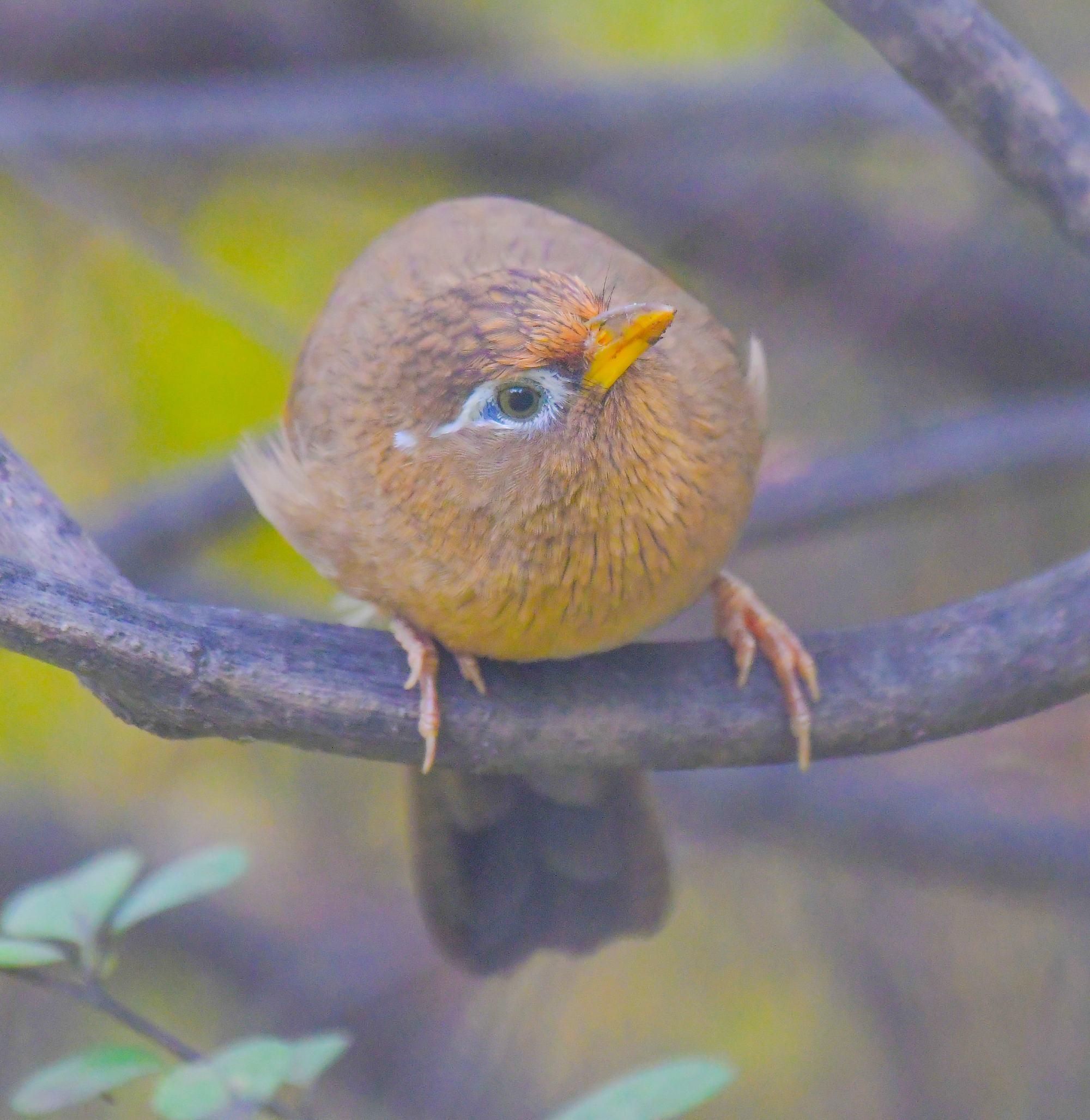 首发引颈高歌的画眉鸟