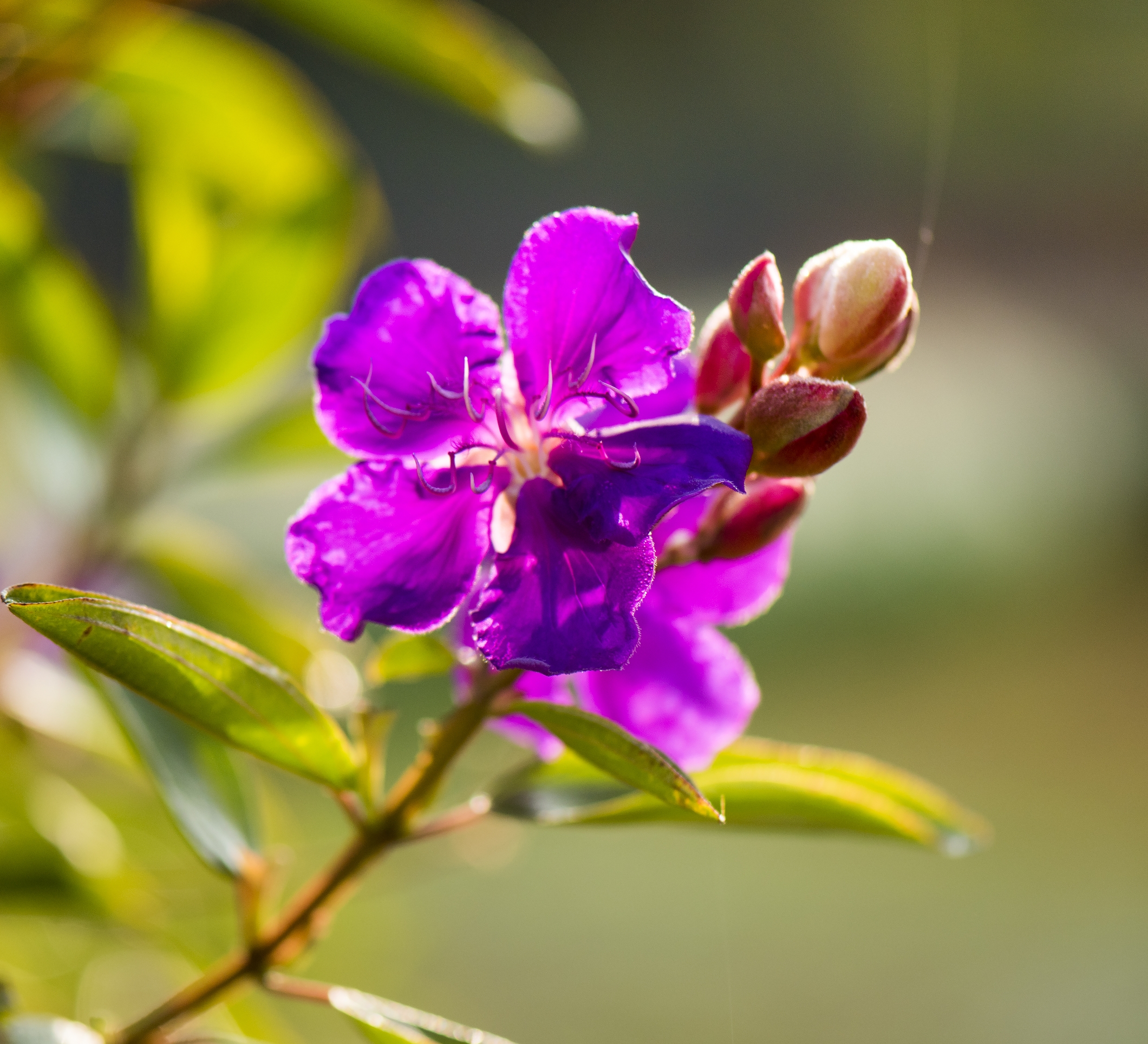 紫色的野牡丹首发
