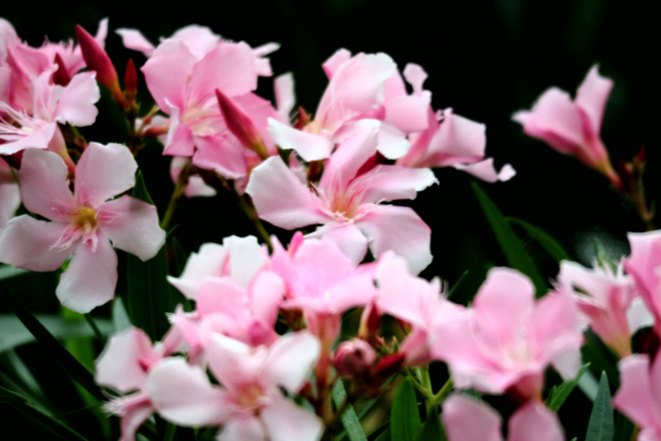 粉粉的夹竹桃首发