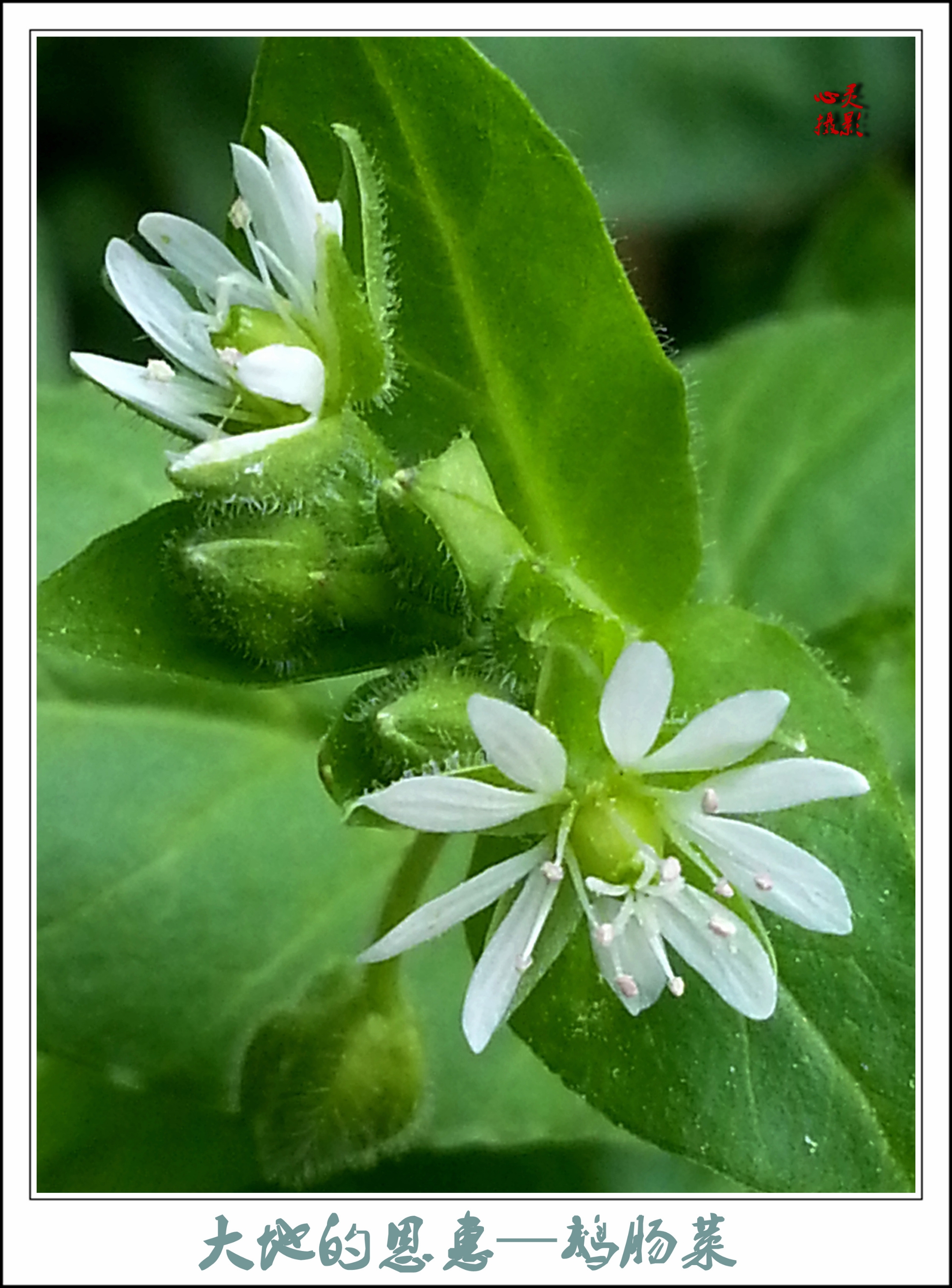 首发大地的恩惠鹅肠菜