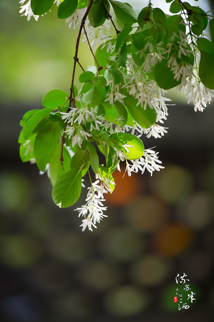 流苏半洒,花开未央～泰安王母池流苏花
