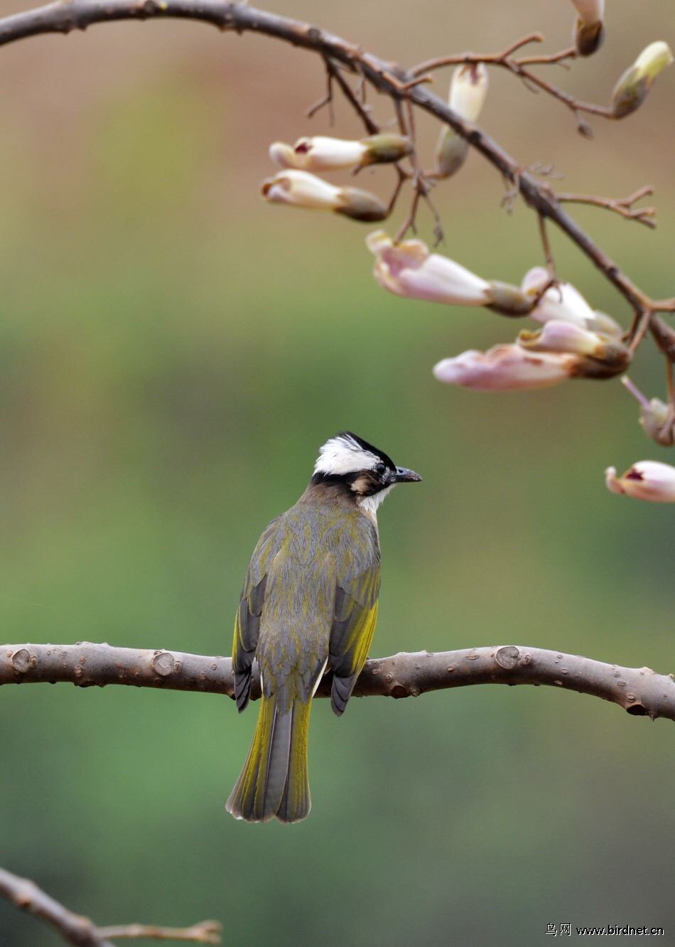 鸟啭幽林翠月鸣