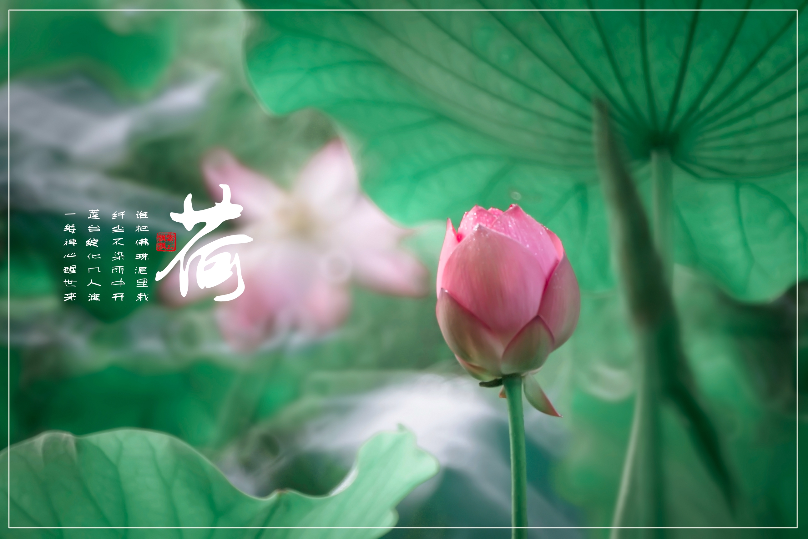 芙蓉出水禅心静首发