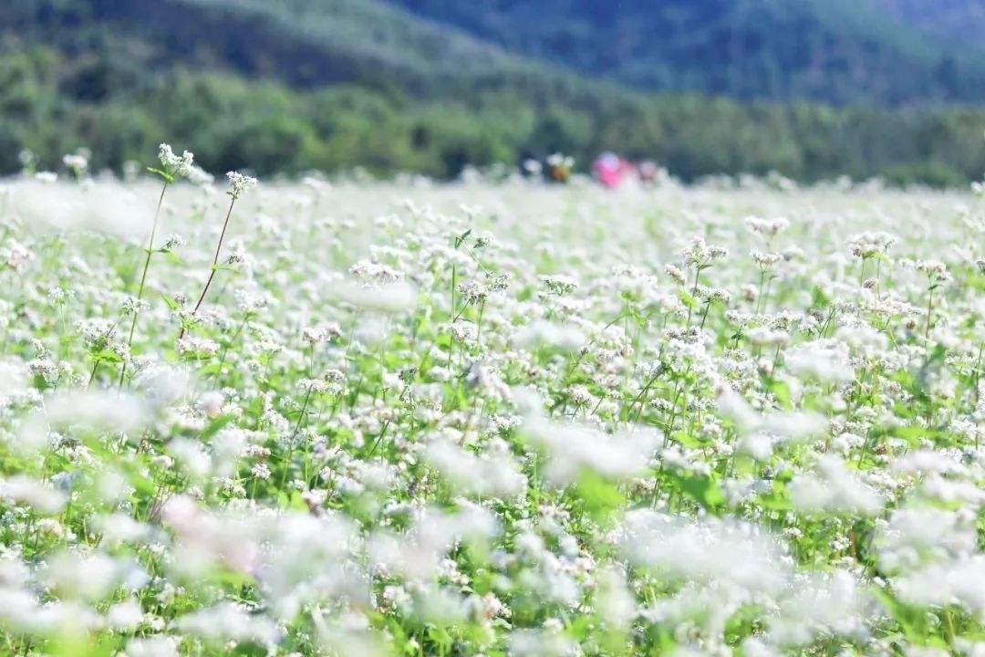 荞麦花的花语是恋人,也有一分耕耘一分收获的寓意.