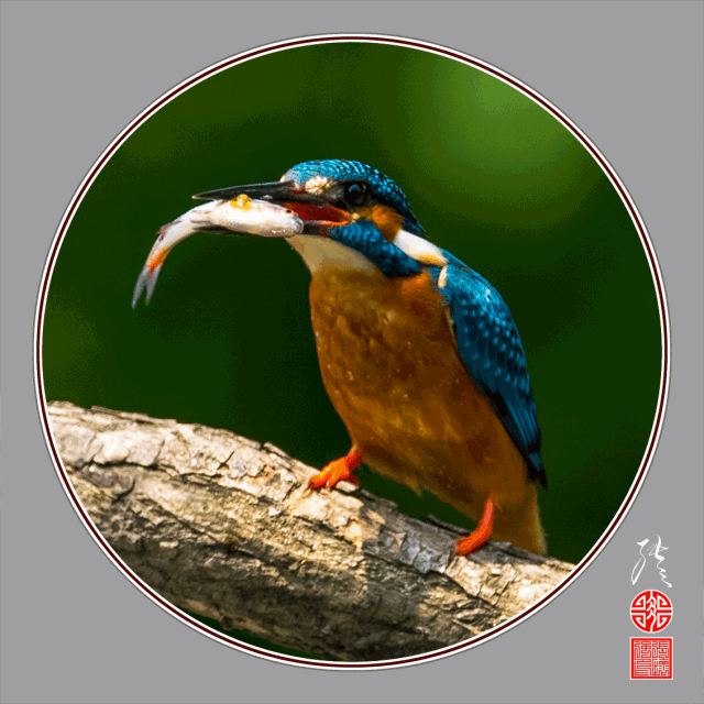 640_640gif 动态图 动图