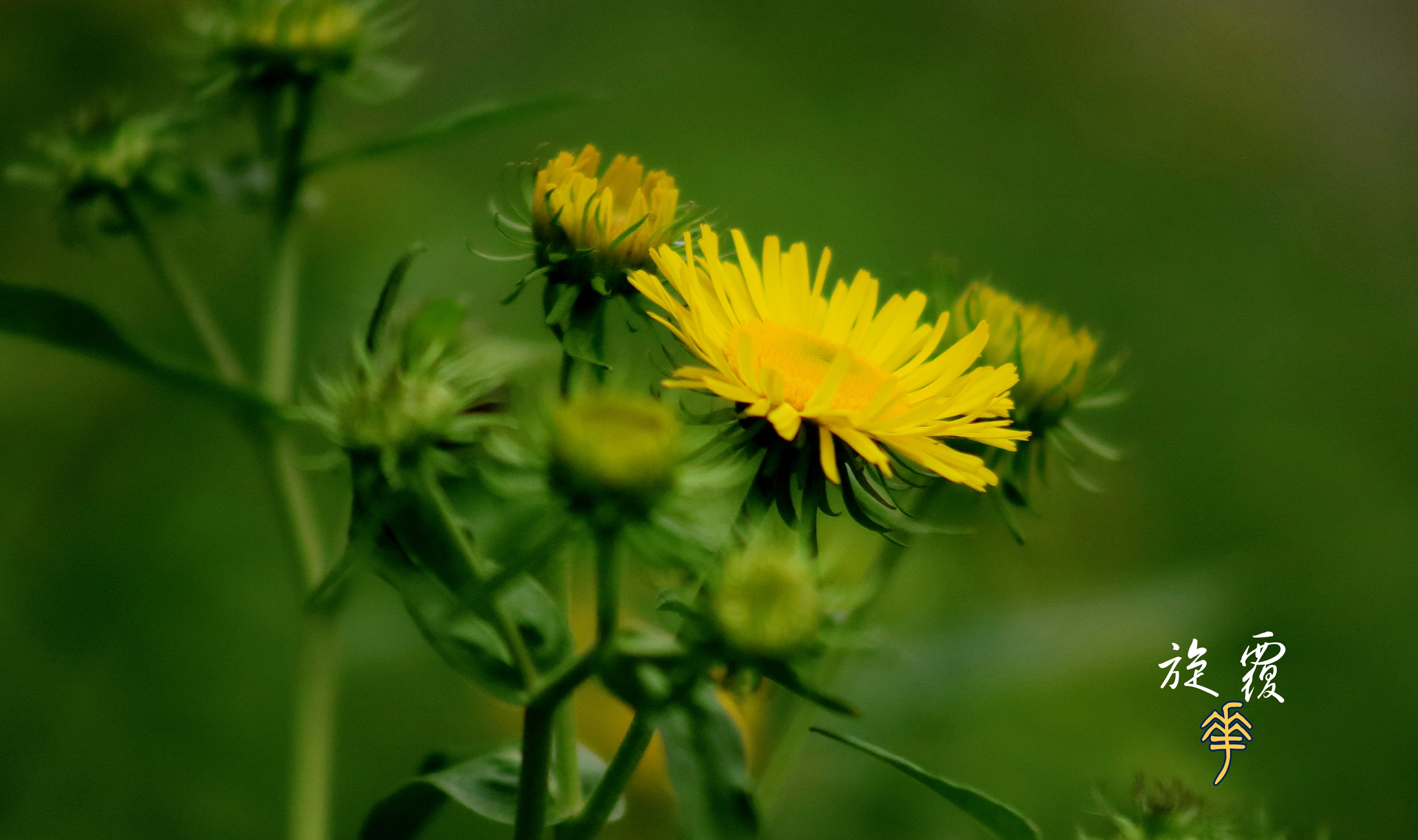 美丽的欧亚旋覆花