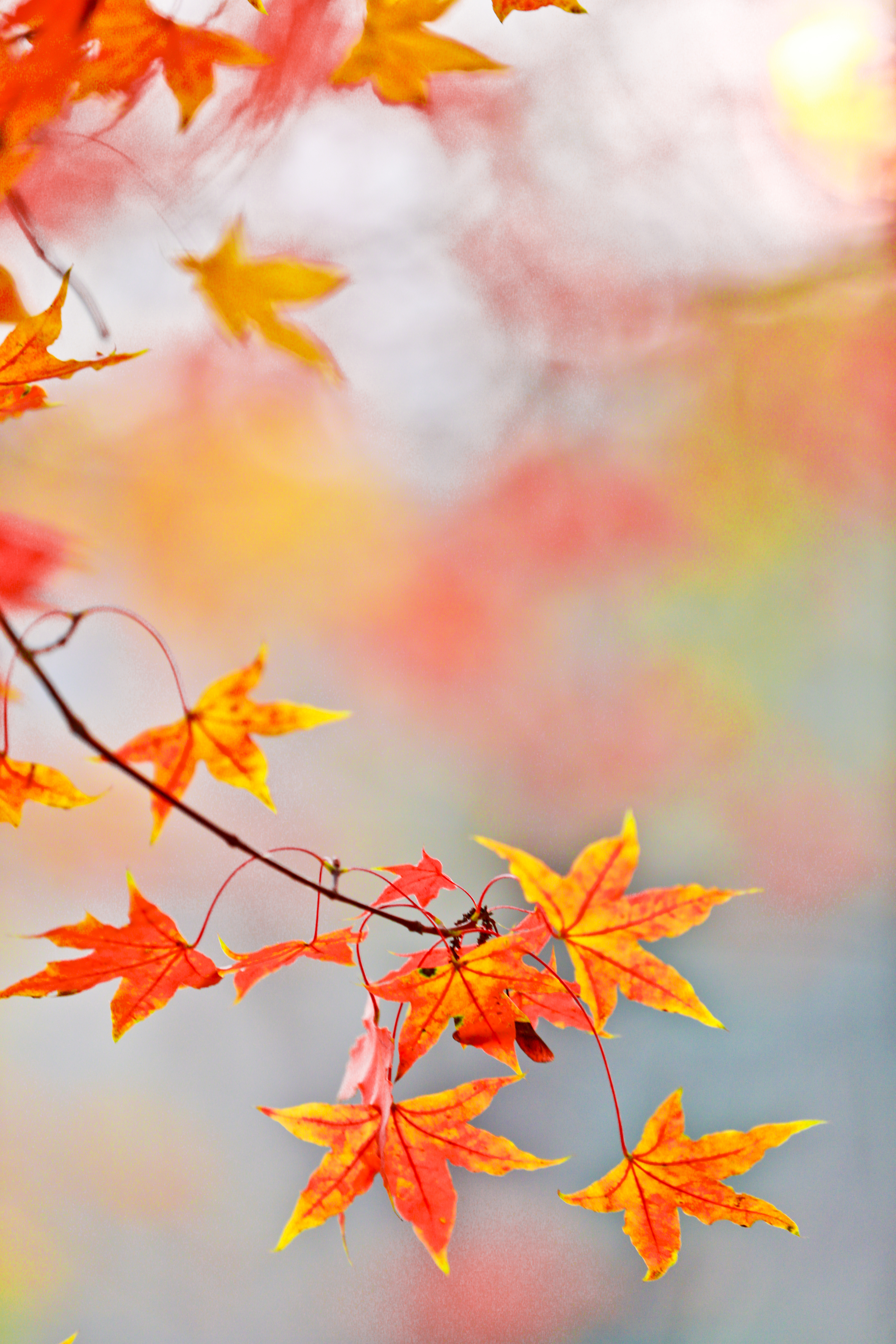 深秋-红叶正红时