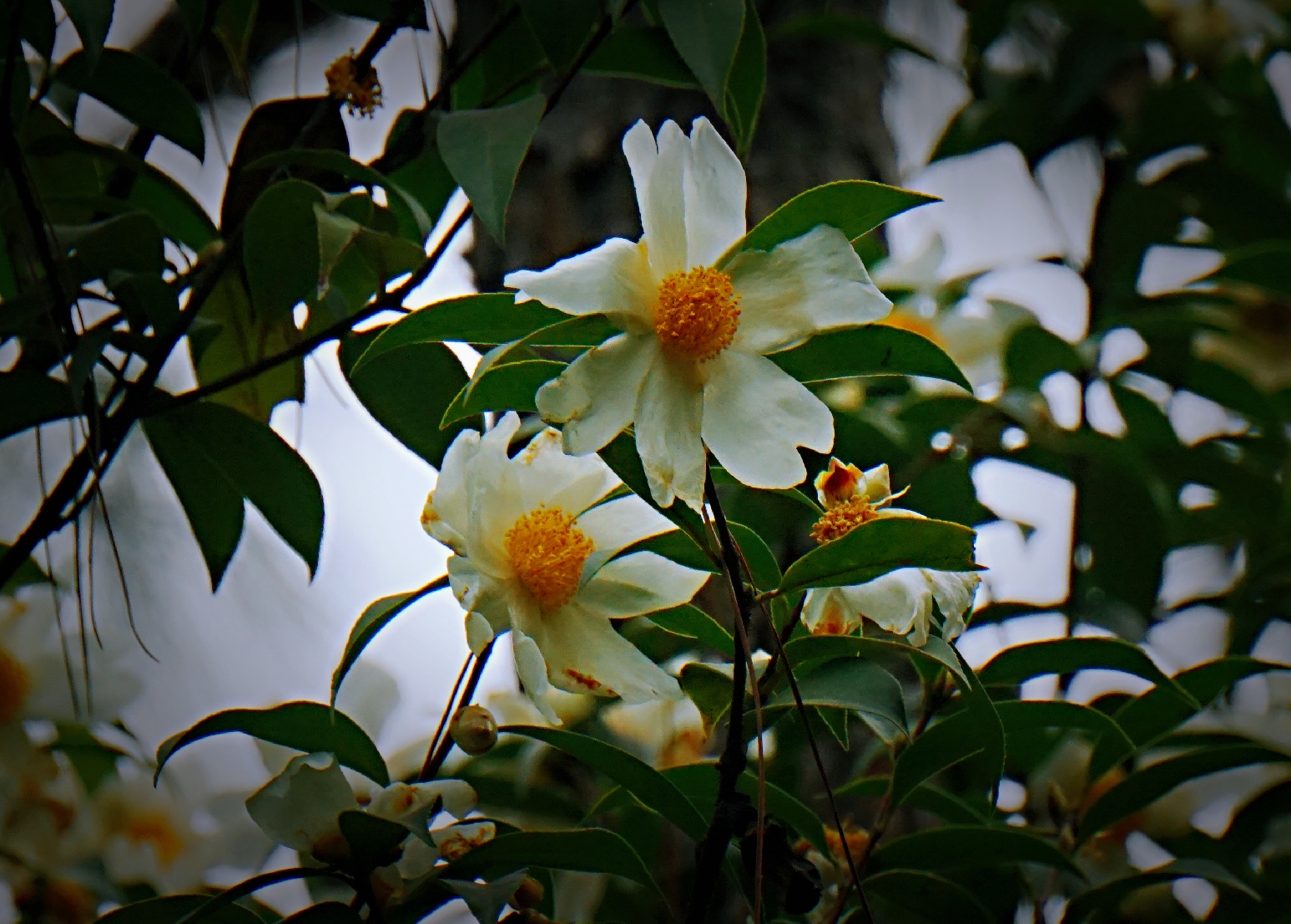 冬日里的茶树花首发