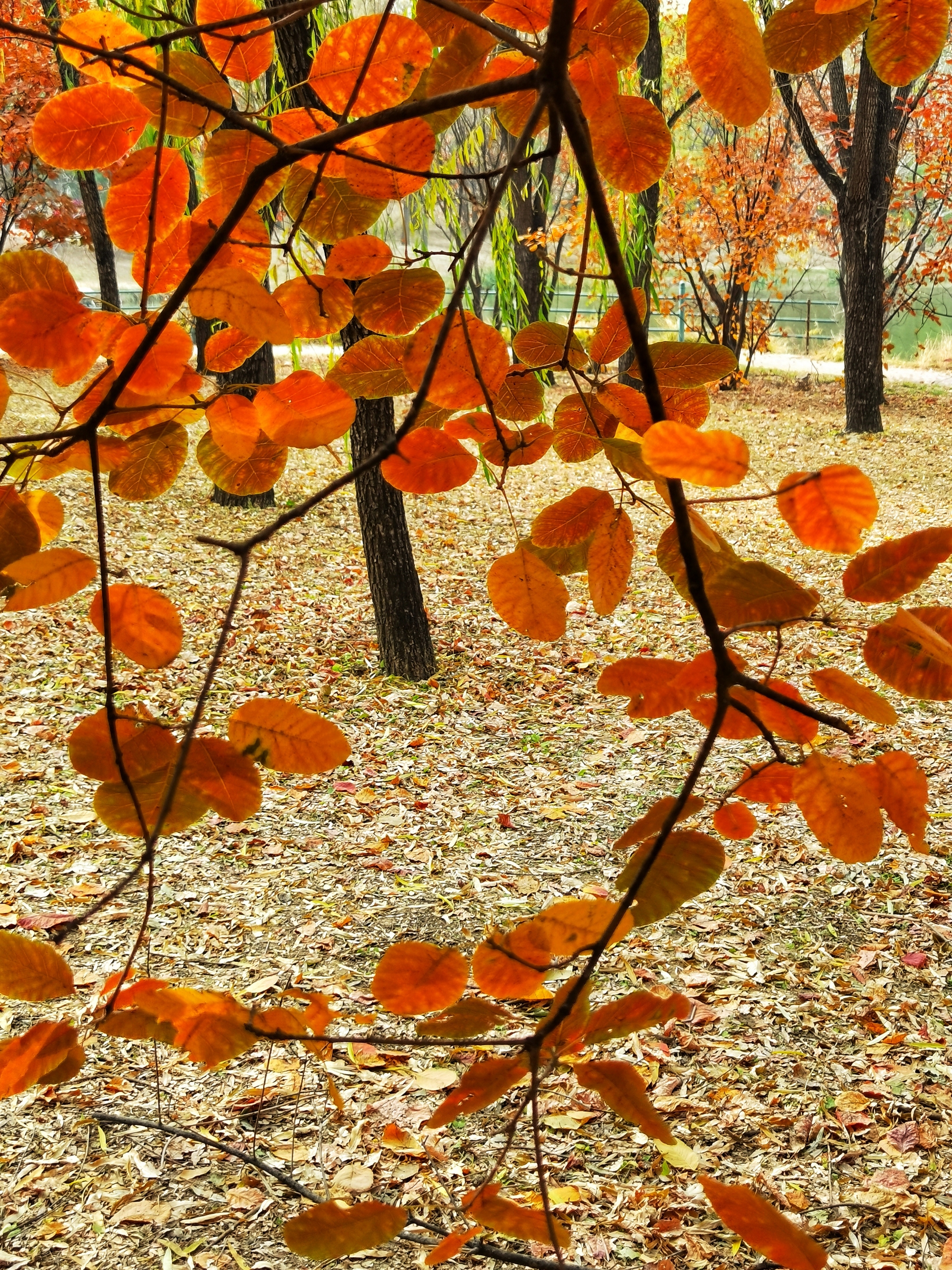 秋天的色彩首发
