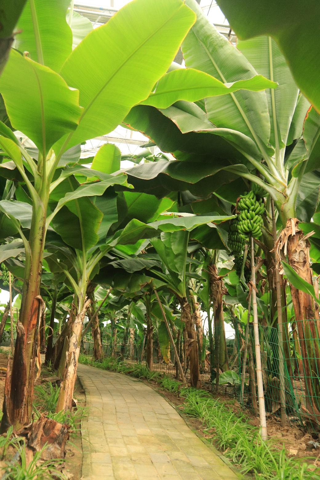 20-09-11金丰农科园—香蕉园—游泳池～制作陈炳海