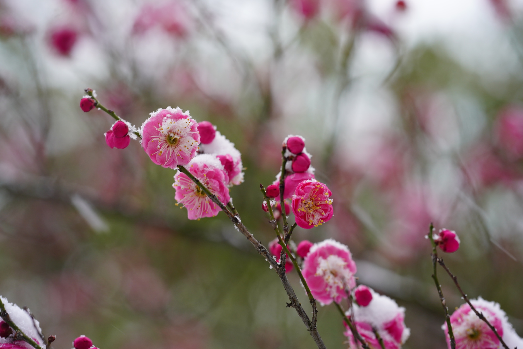 冰姿玉骨清香来