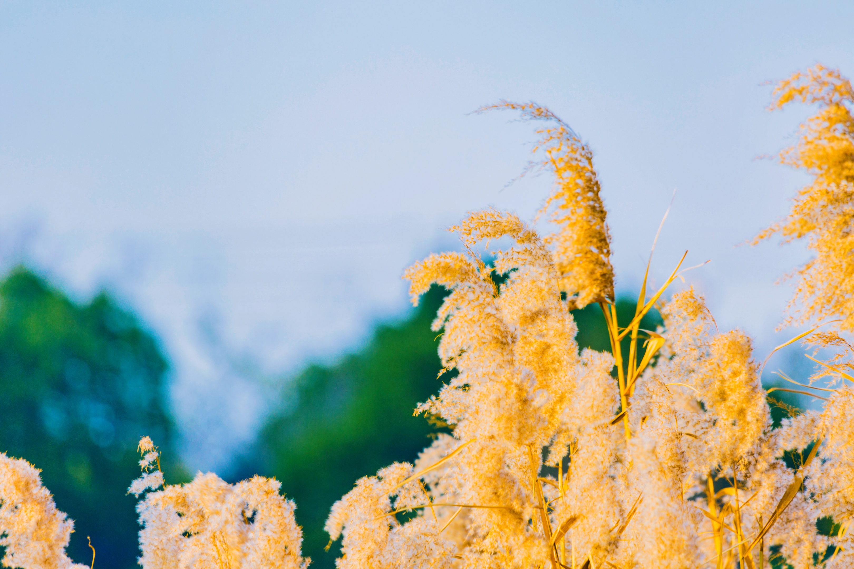 芦花飞舞漫天霜首发