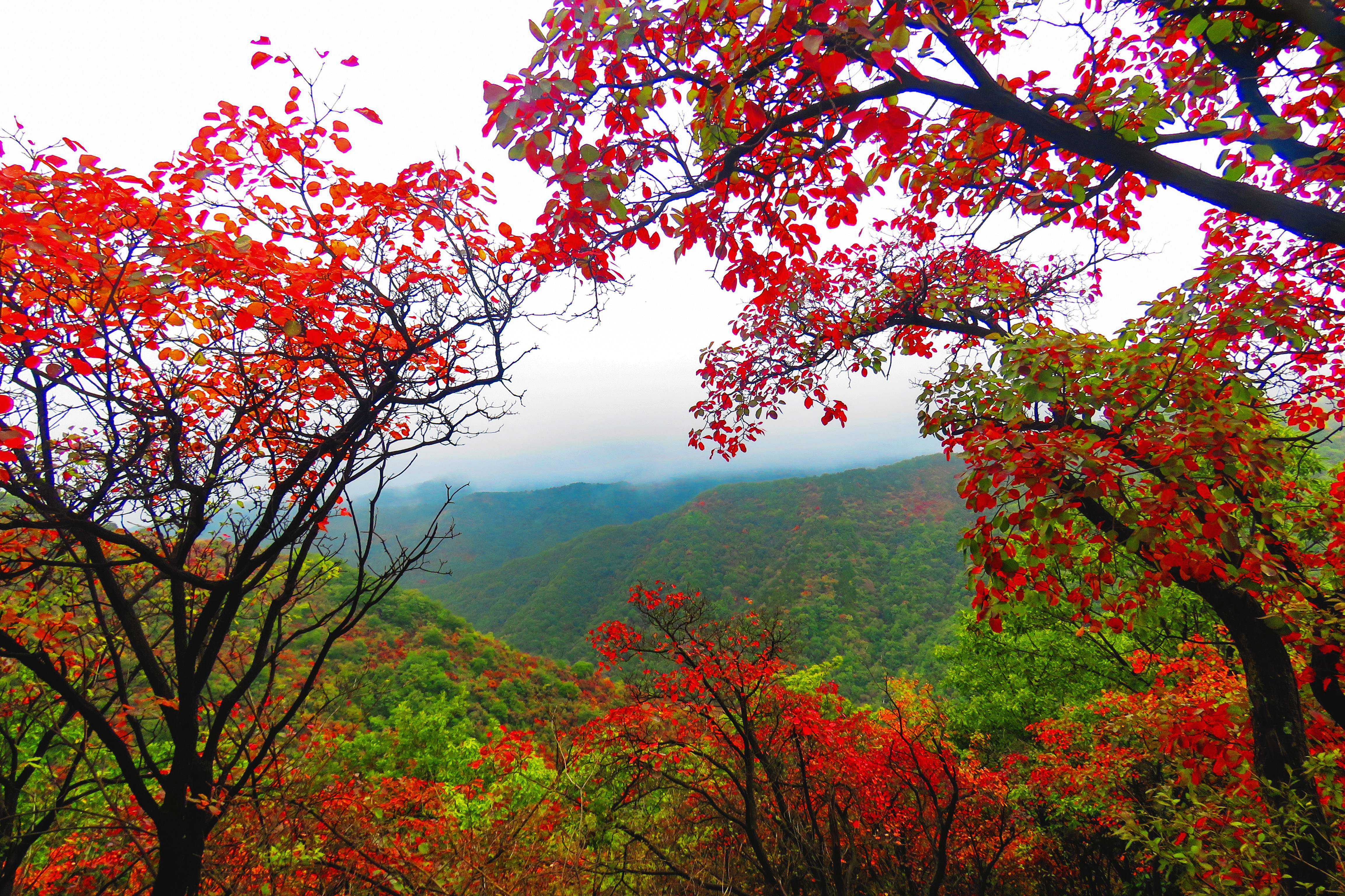 又见甘山舞红叶