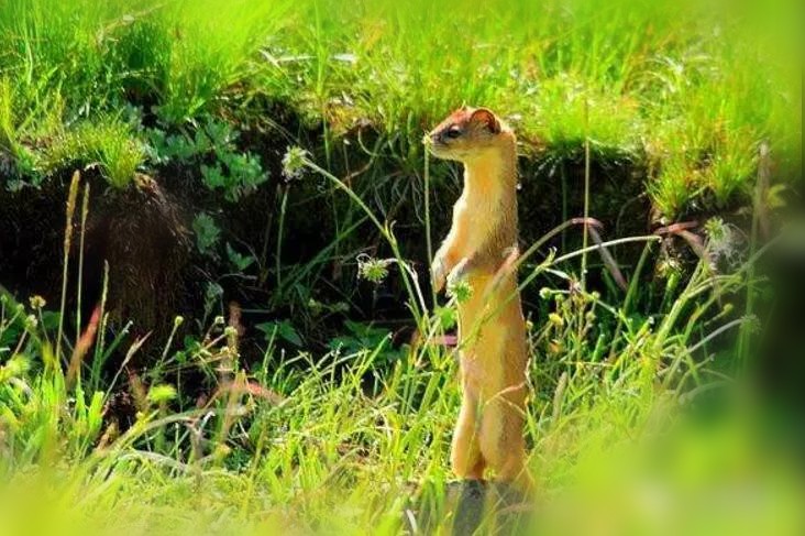 还有一种当地人称为"孬头"的动物,大概是鼠鼬.