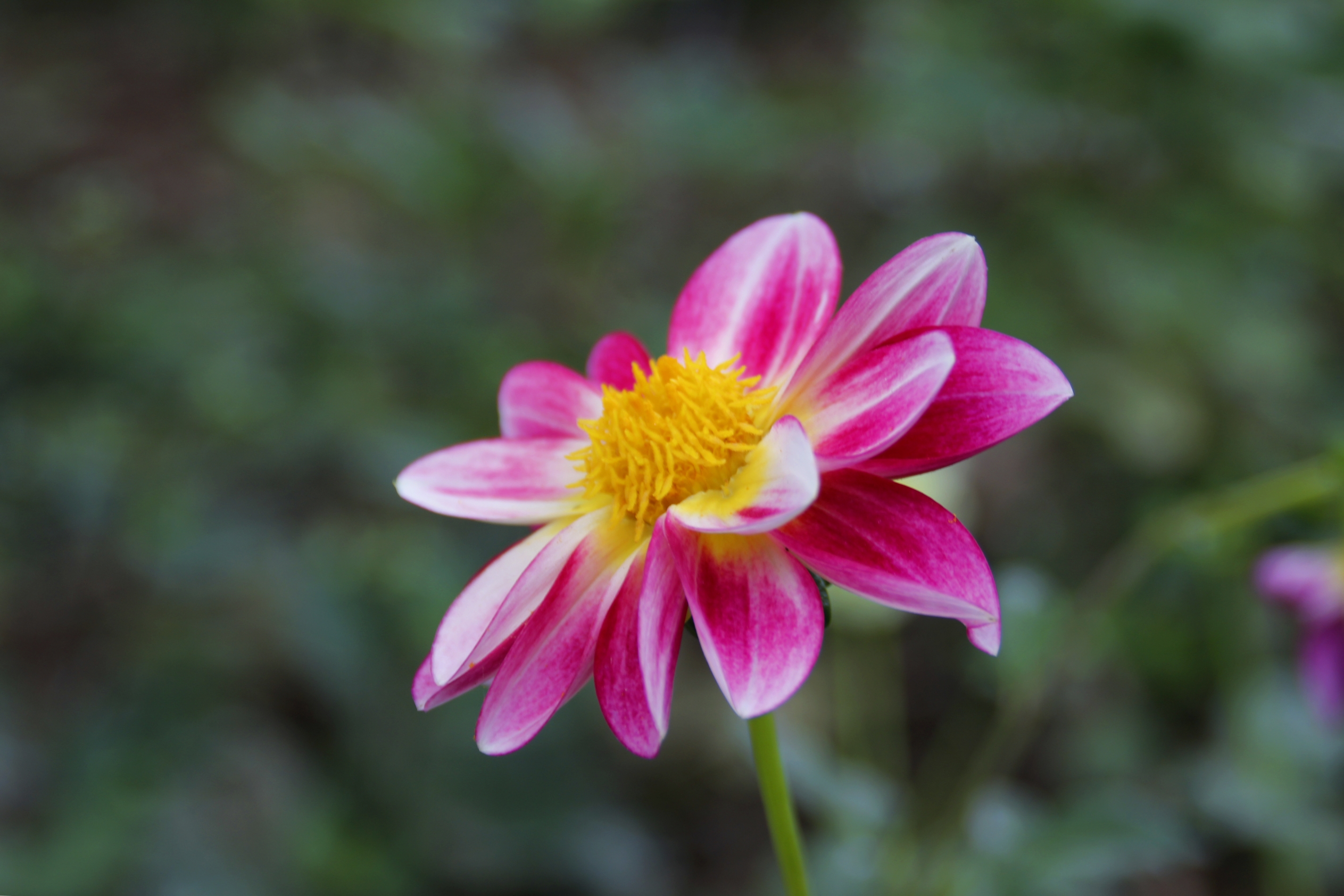 首发缤纷的小丽花二