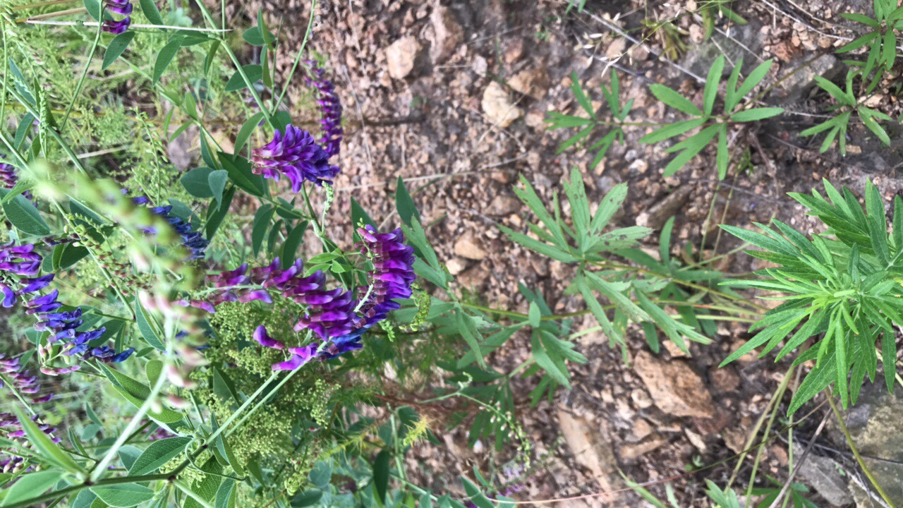 白屈菜多年生草本,别名:地黄连,牛金花,土黄连,八步紧,断肠草,山西瓜