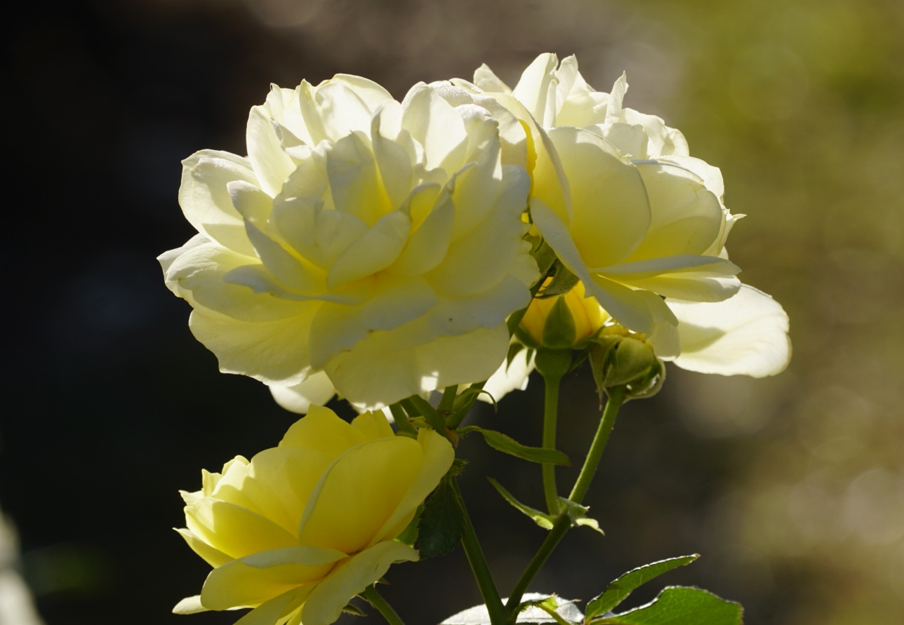 月季花系列明亮温暖的黄色月季花