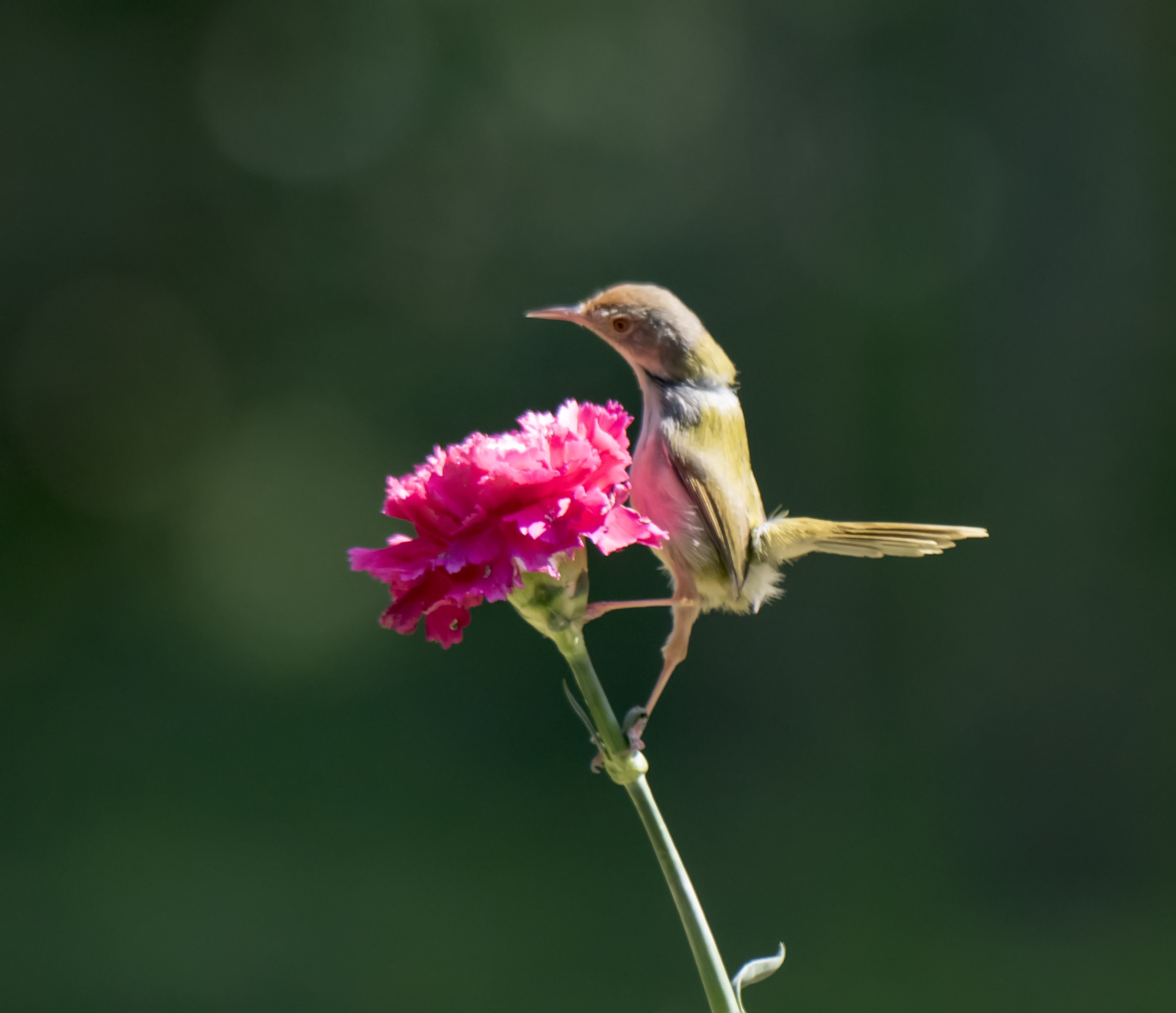 摆尾点头的北红尾鸲首发