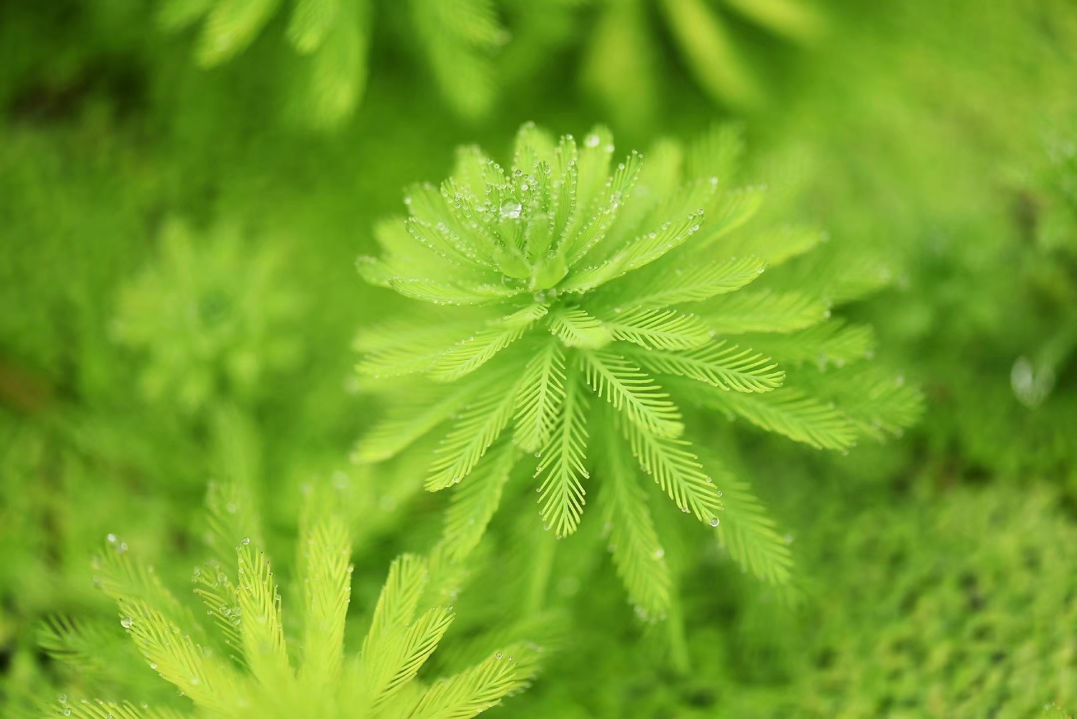 首发粉绿狐尾藻