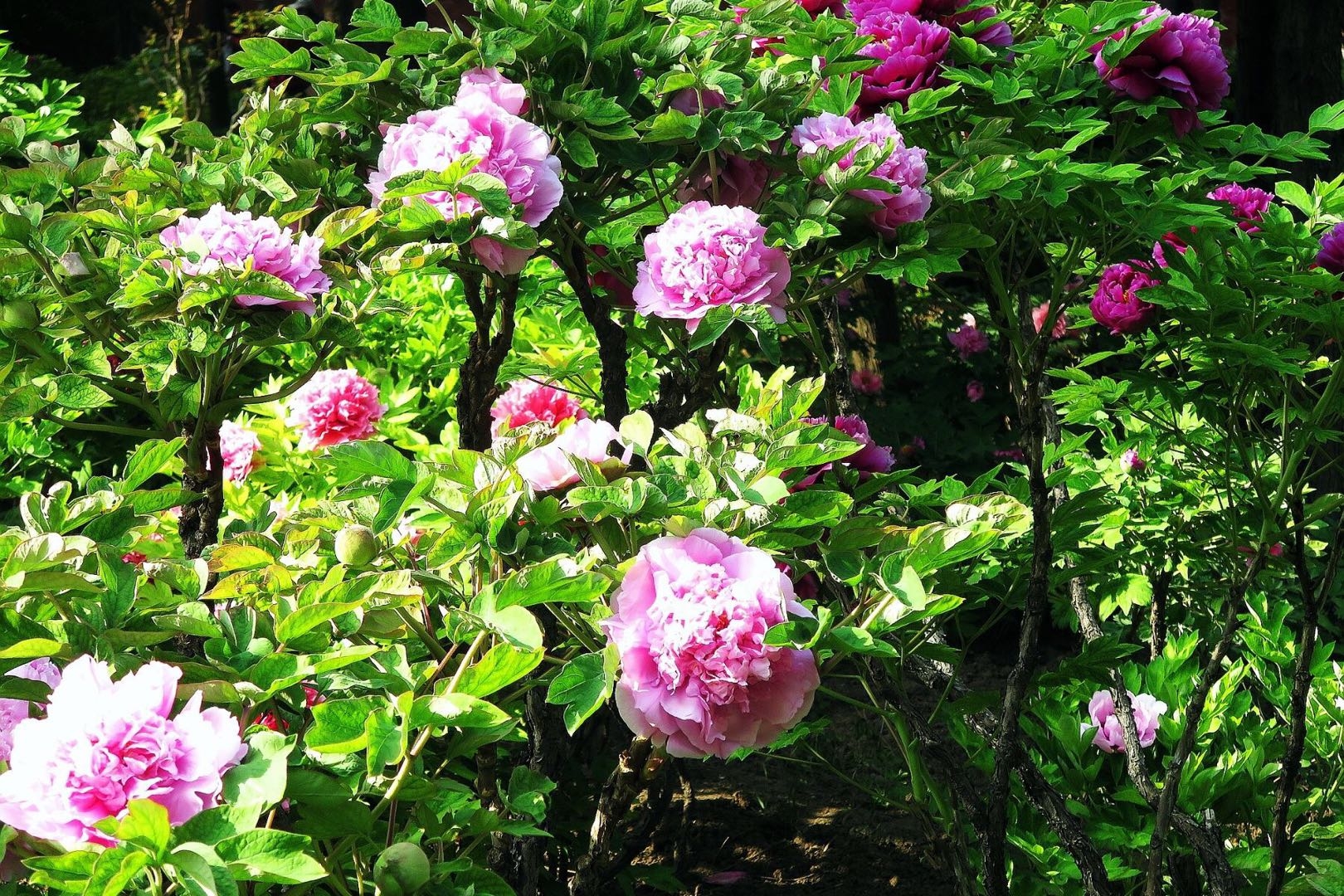 景山万春亭下苍翠绿荫里的小树林一祥的牡丹花丛(北京)