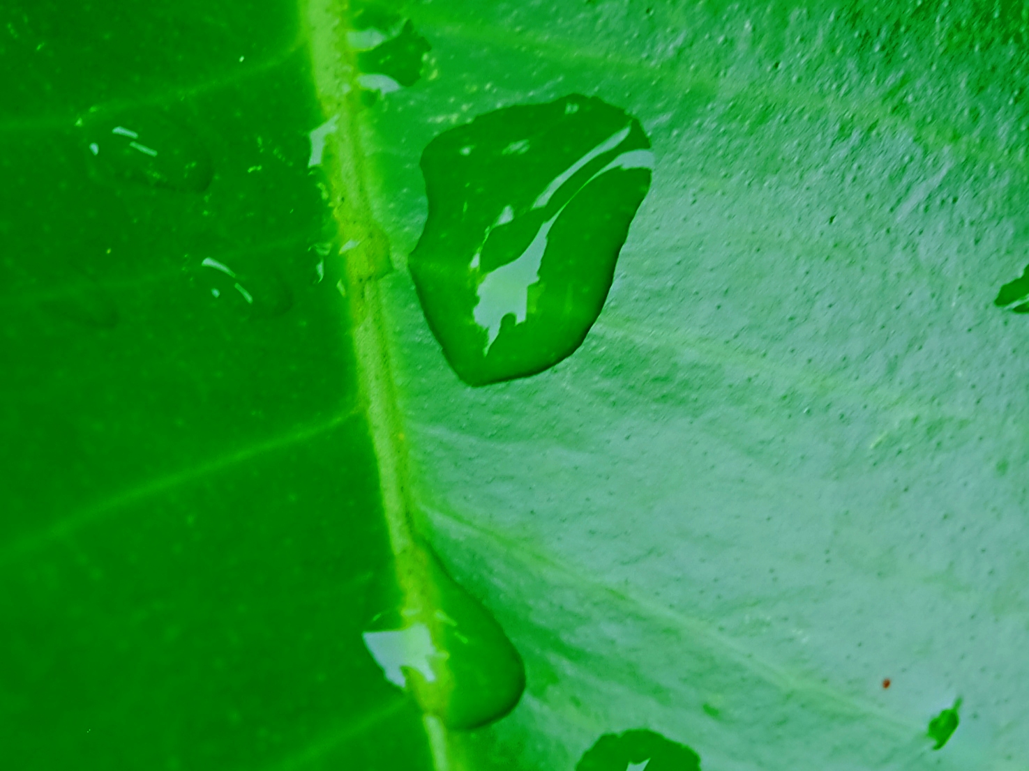 绿色生命的底色