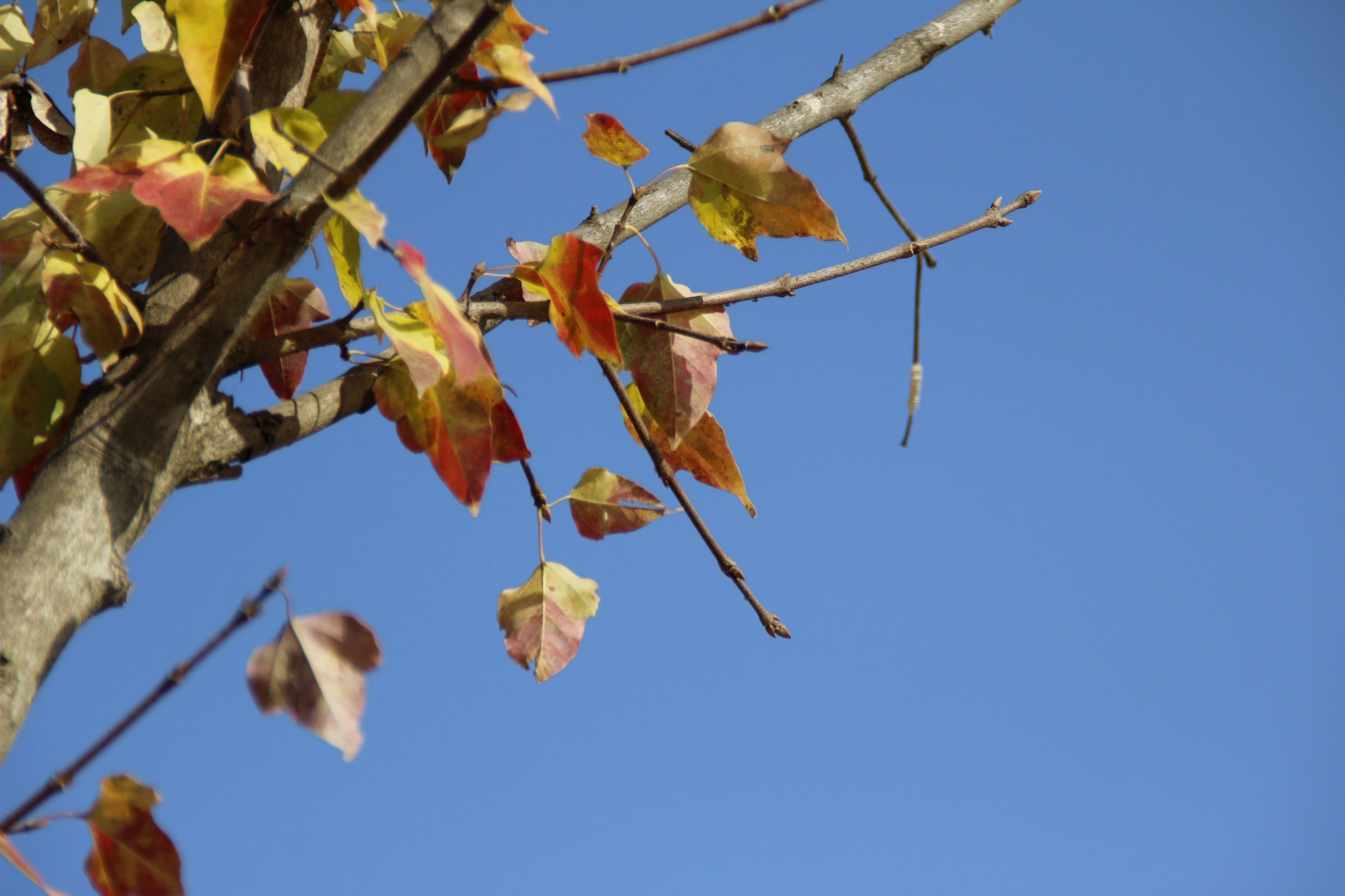 首发再拍三角枫