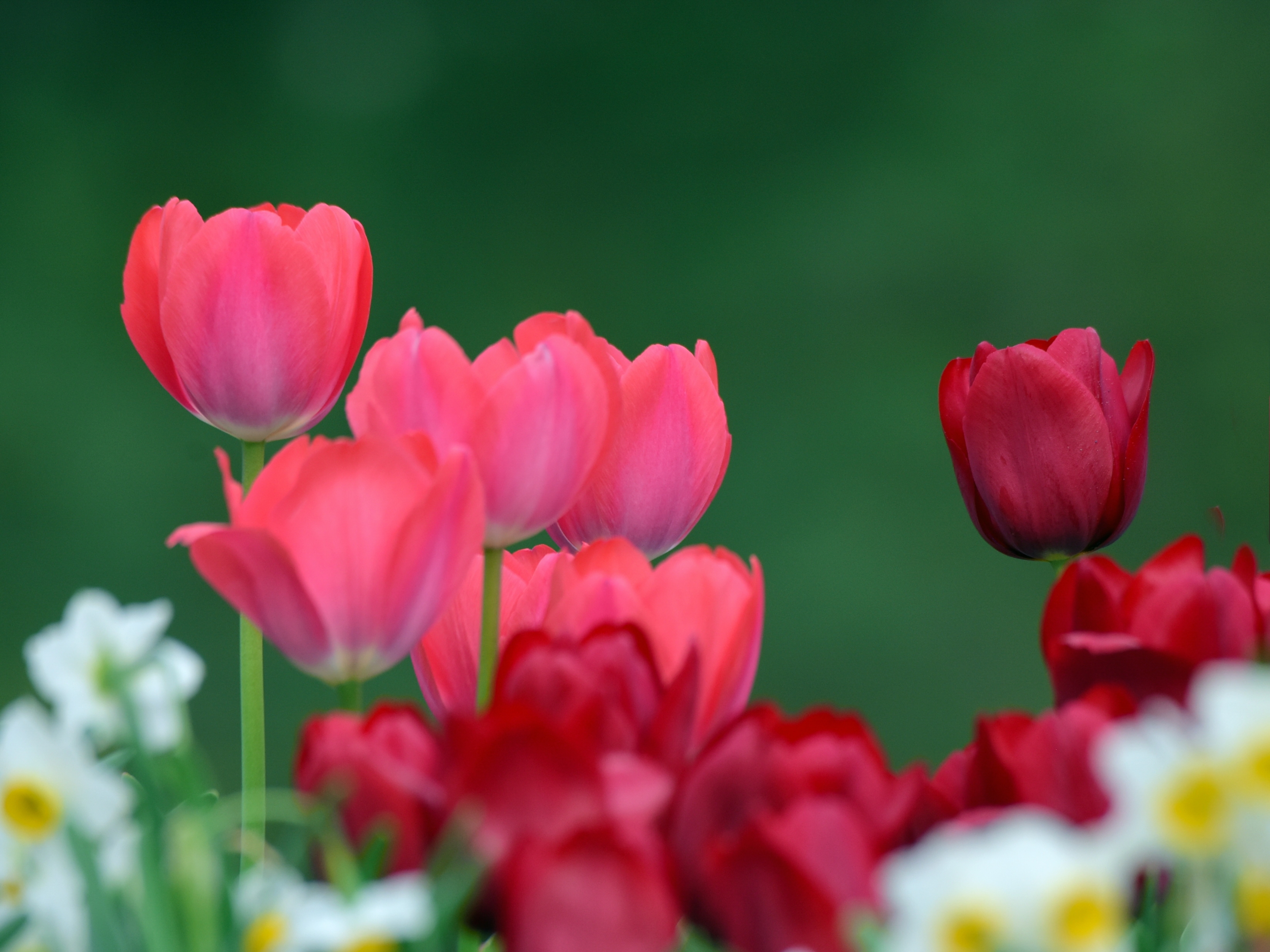 迷人郁金香(首发)